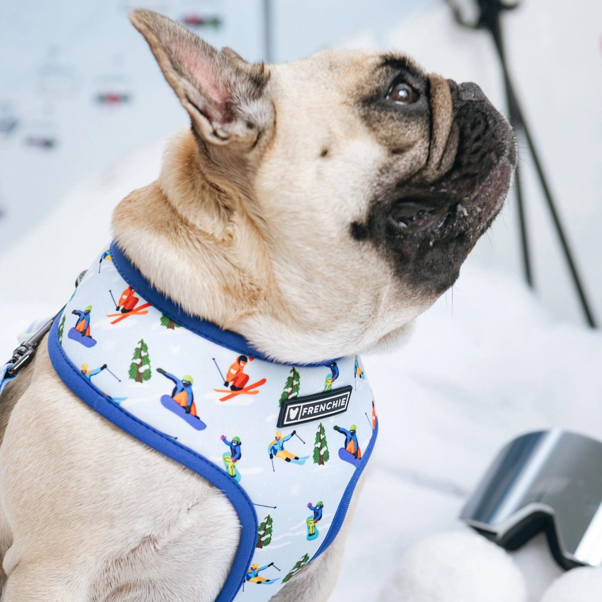 Frenchie Duo Reversible Harness - Ski Club - Image 4