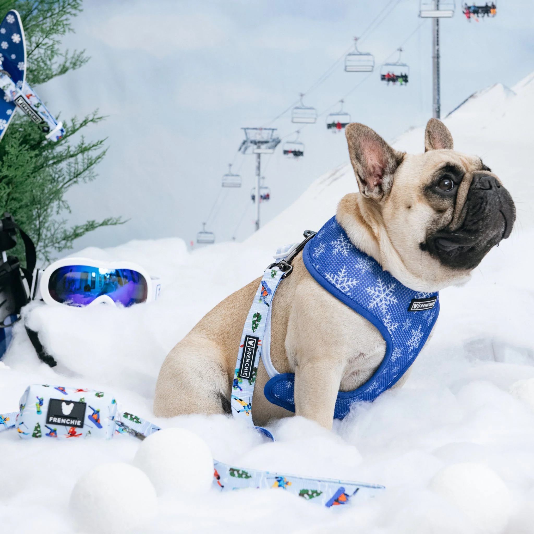 Frenchie Duo Reversible Harness - Ski Club - Image 5