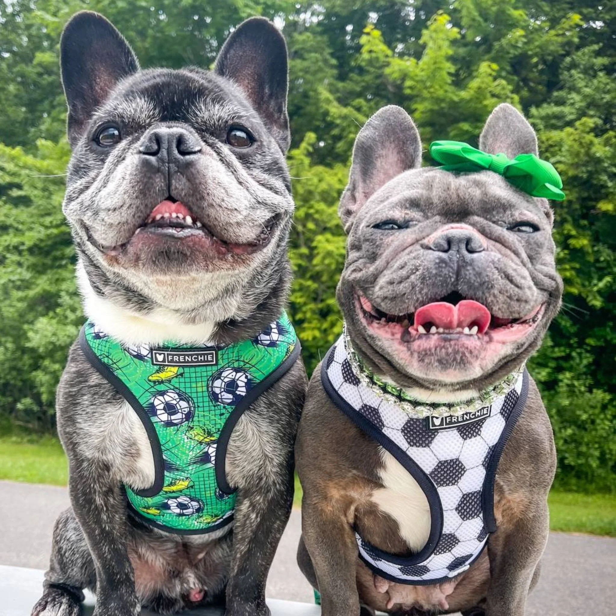 Frenchie Duo Reversible Harness - Soccer - Image 4