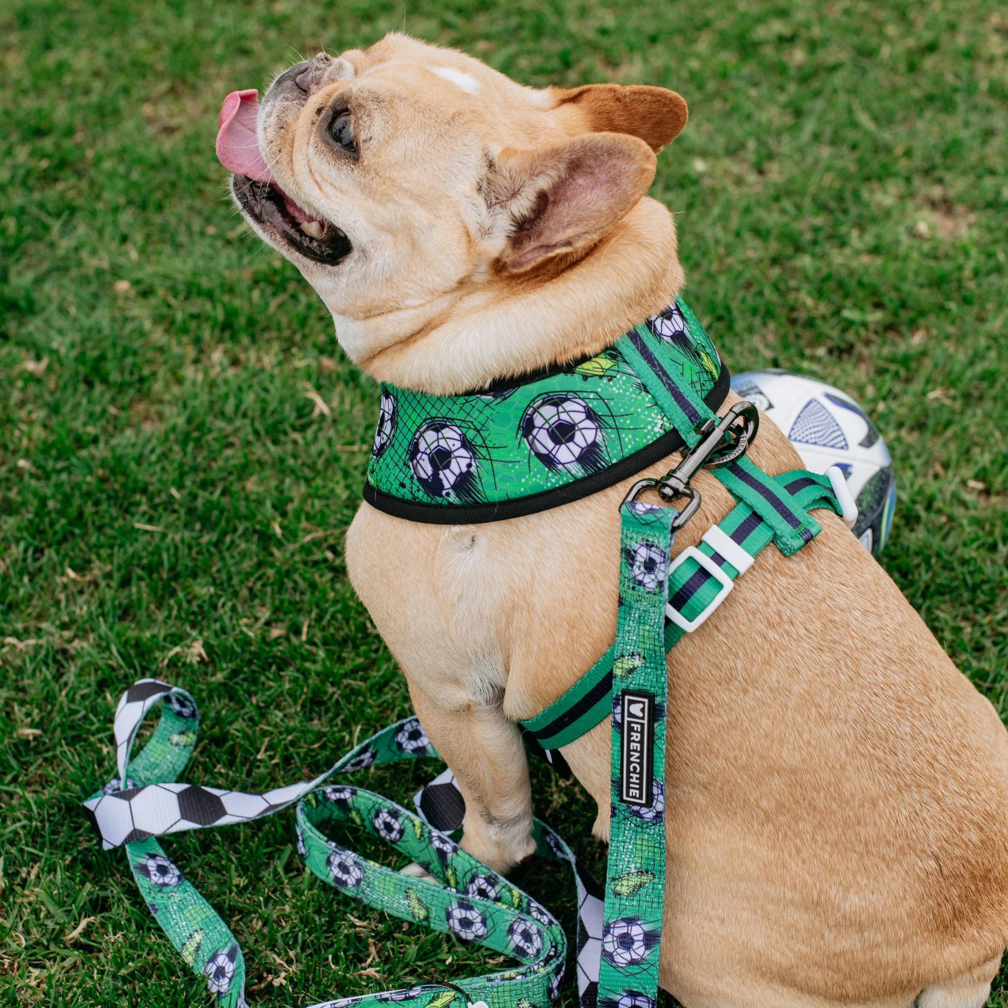 Frenchie Duo Reversible Harness - Soccer - Image 5
