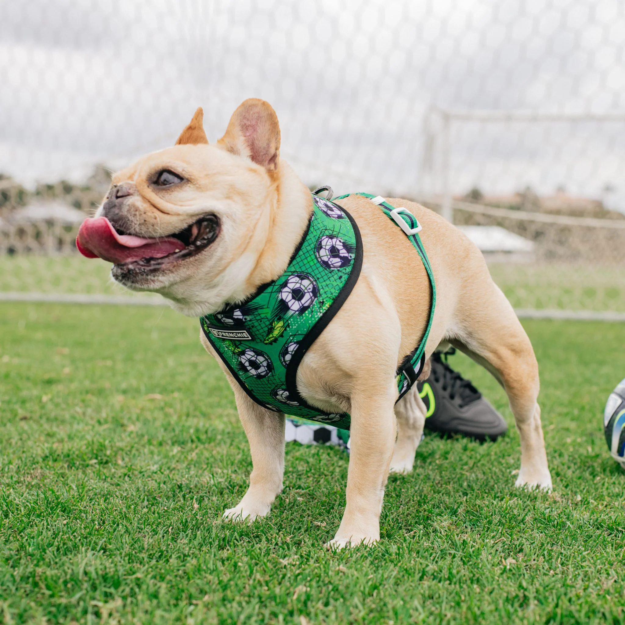 Frenchie Duo Reversible Harness - Soccer - Image 8