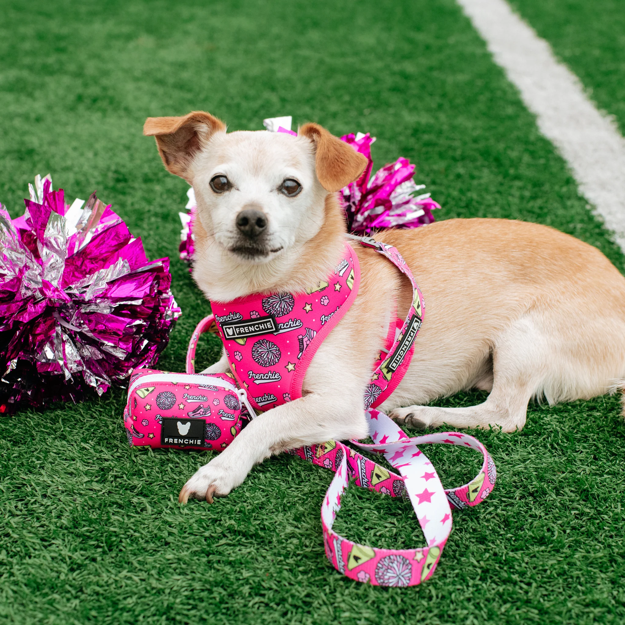 Frenchie Duo Reversible Harness - Spirit Paws - Image 10