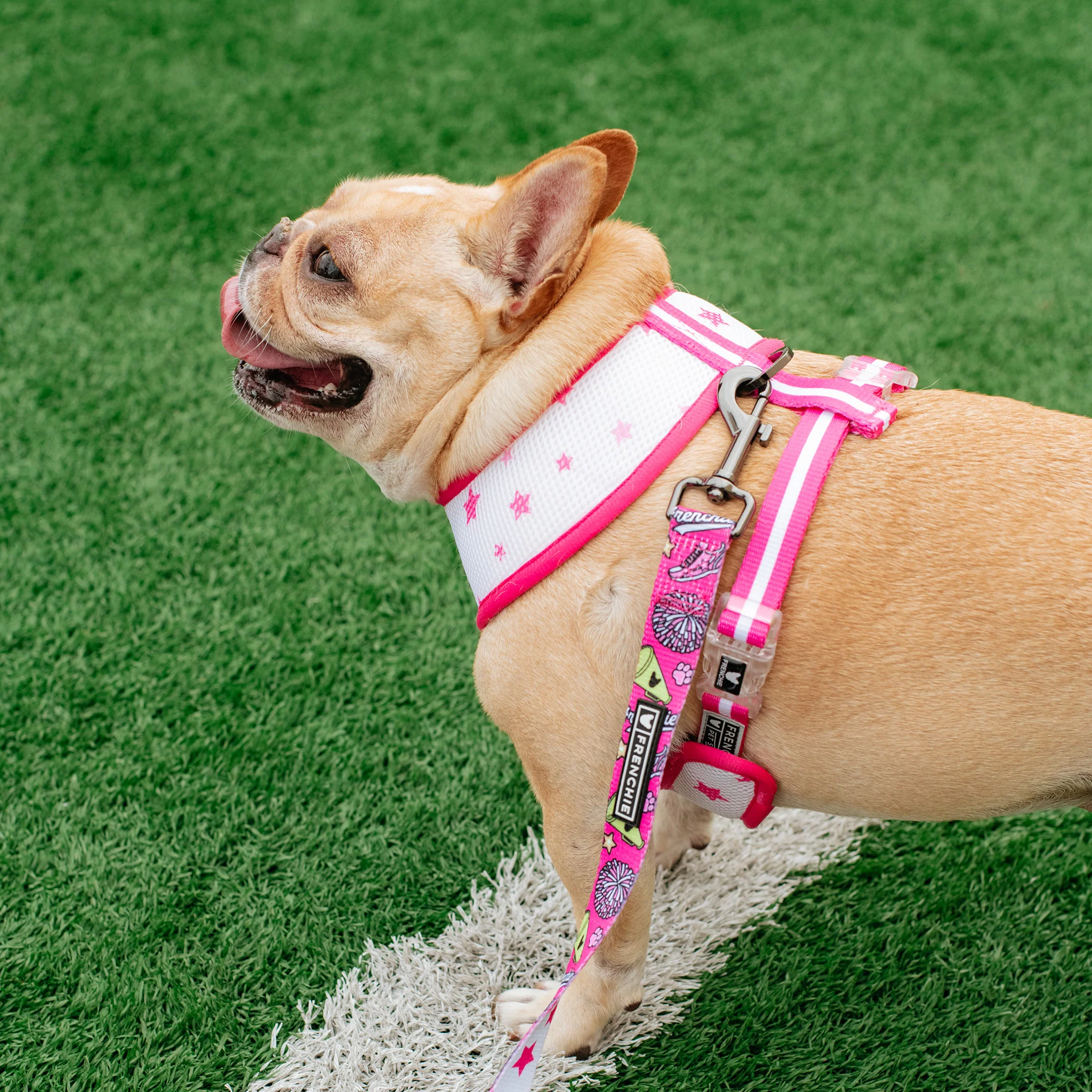 Frenchie Duo Reversible Harness - Spirit Paws - Image 5