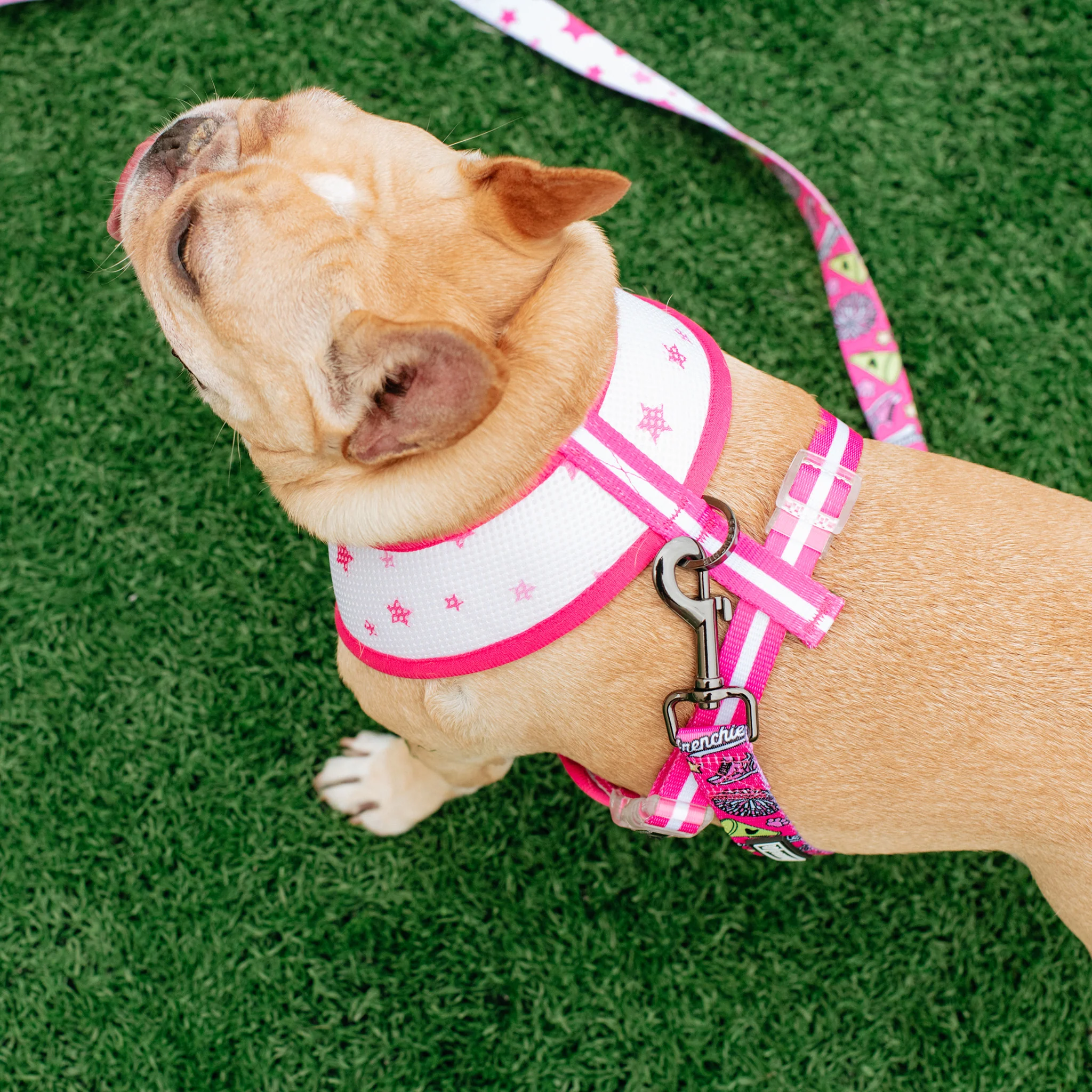 Frenchie Duo Reversible Harness - Spirit Paws - Image 6