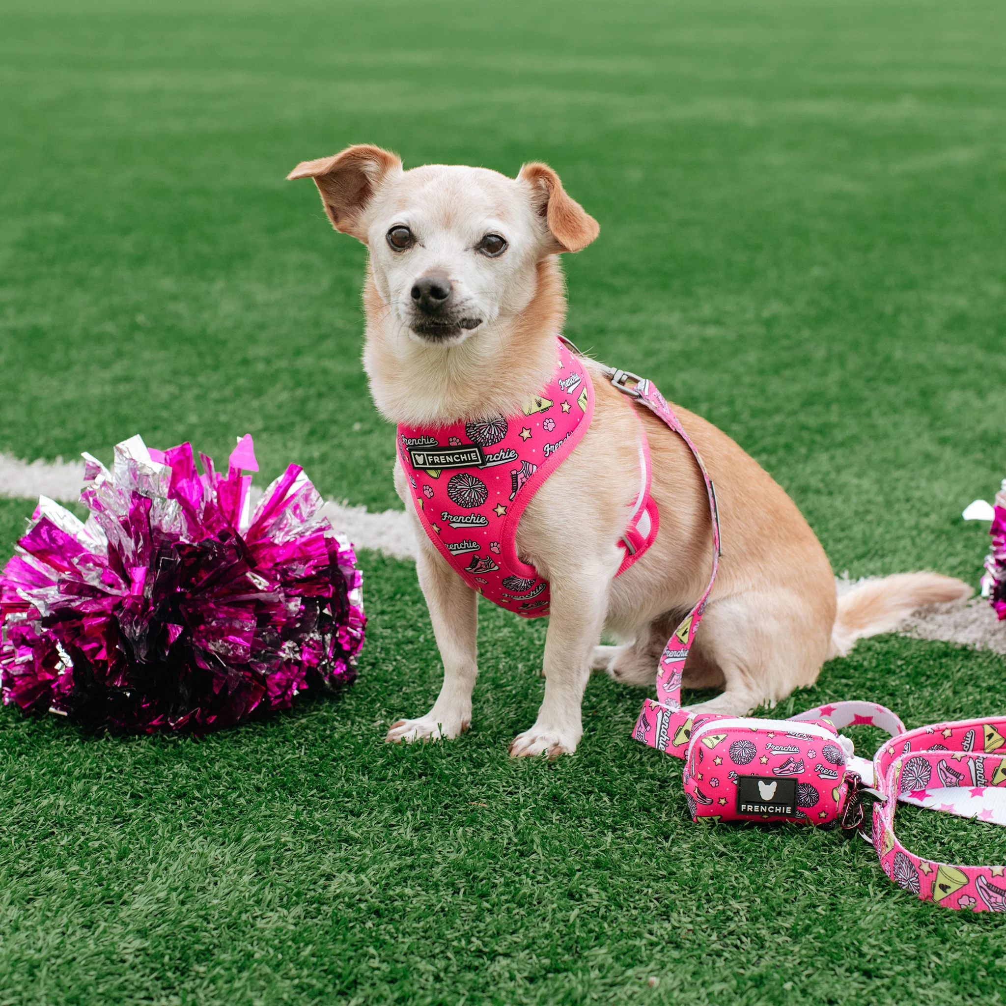 Frenchie Duo Reversible Harness - Spirit Paws - Image 8