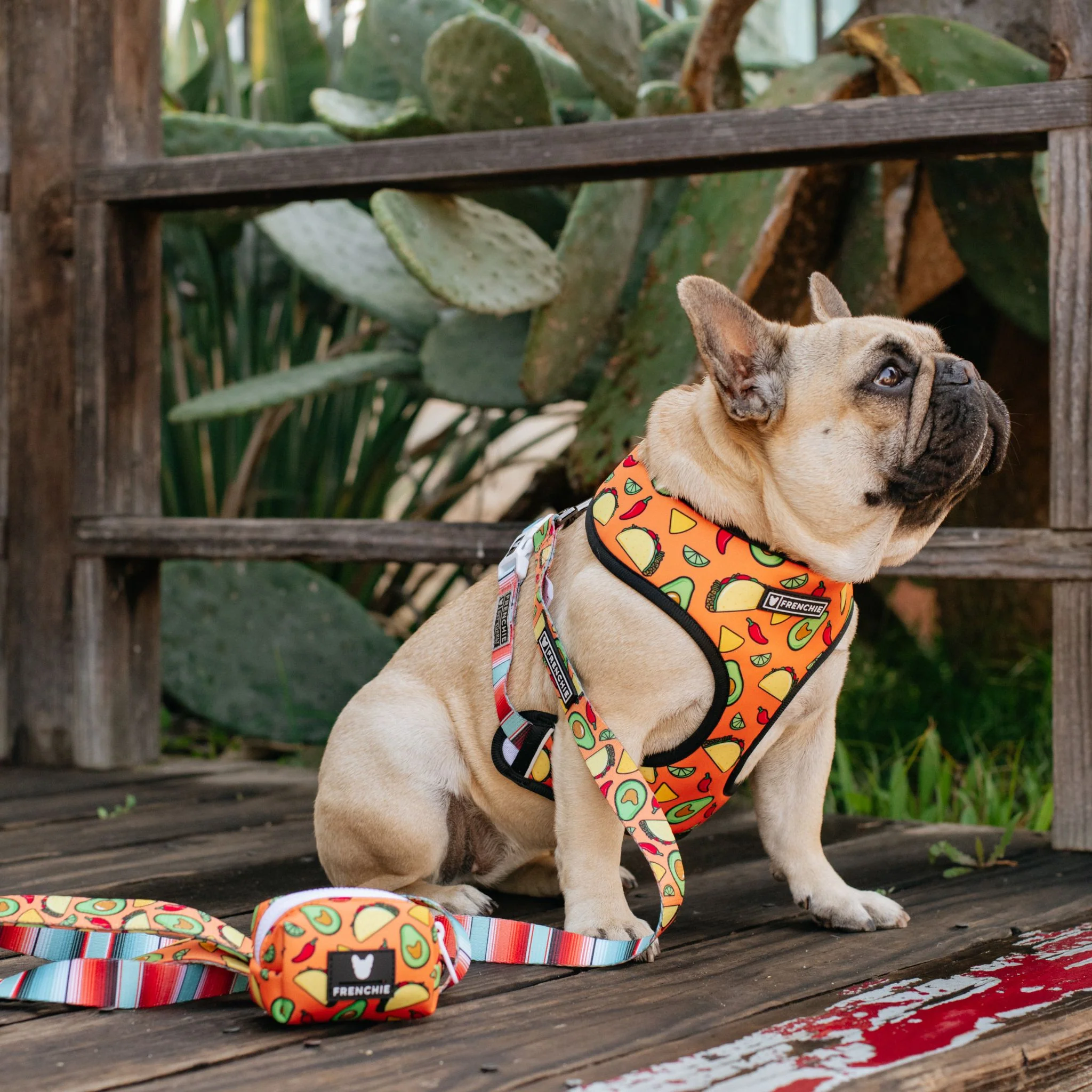 Frenchie Duo Reversible Harness - Taco Tuesday- Orange - Image 3