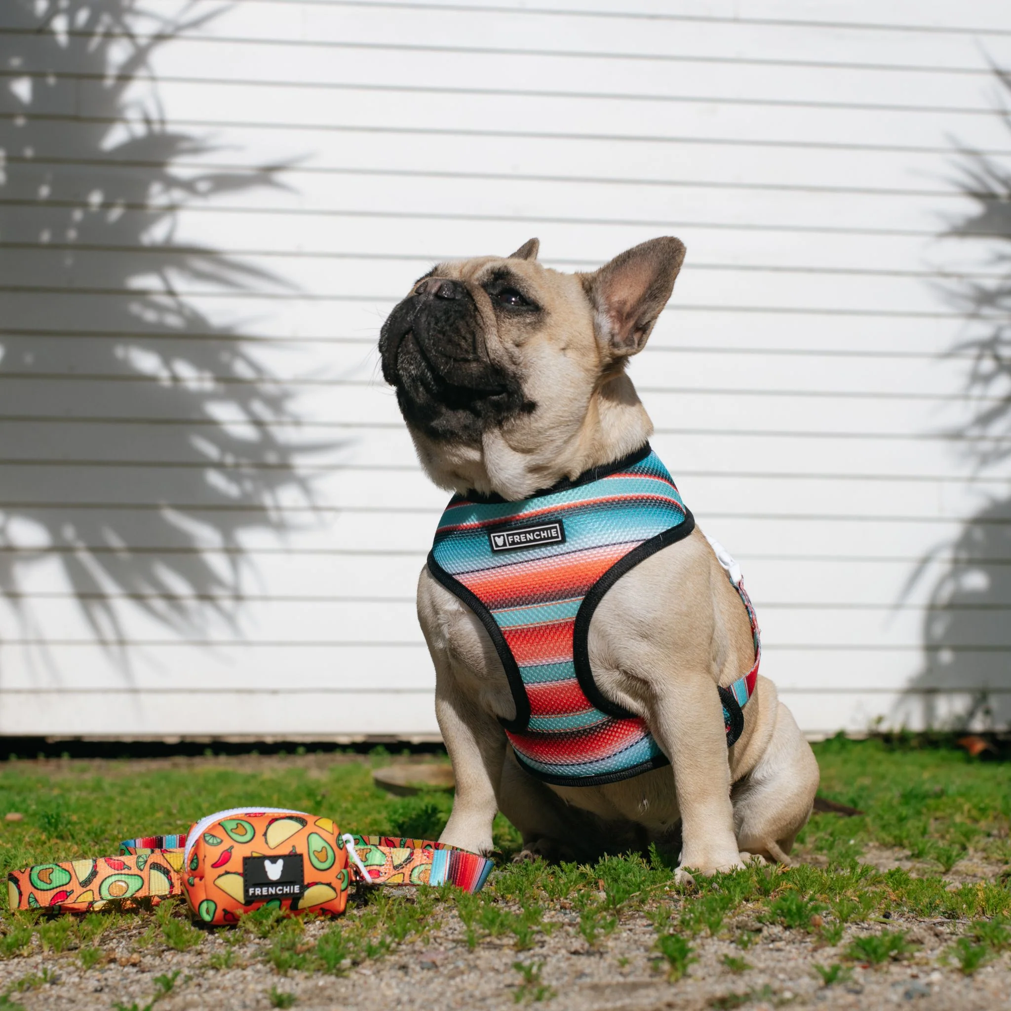 Frenchie Duo Reversible Harness - Taco Tuesday- Orange - Image 4
