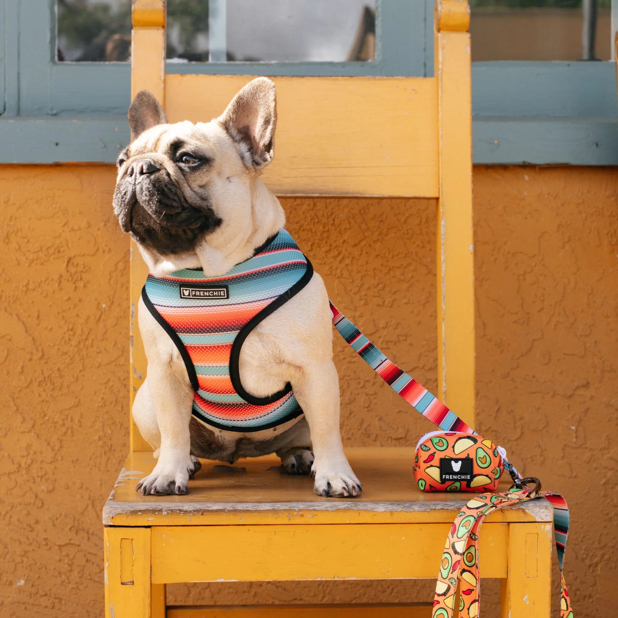 Frenchie Duo Reversible Harness - Taco Tuesday- Orange - Image 5