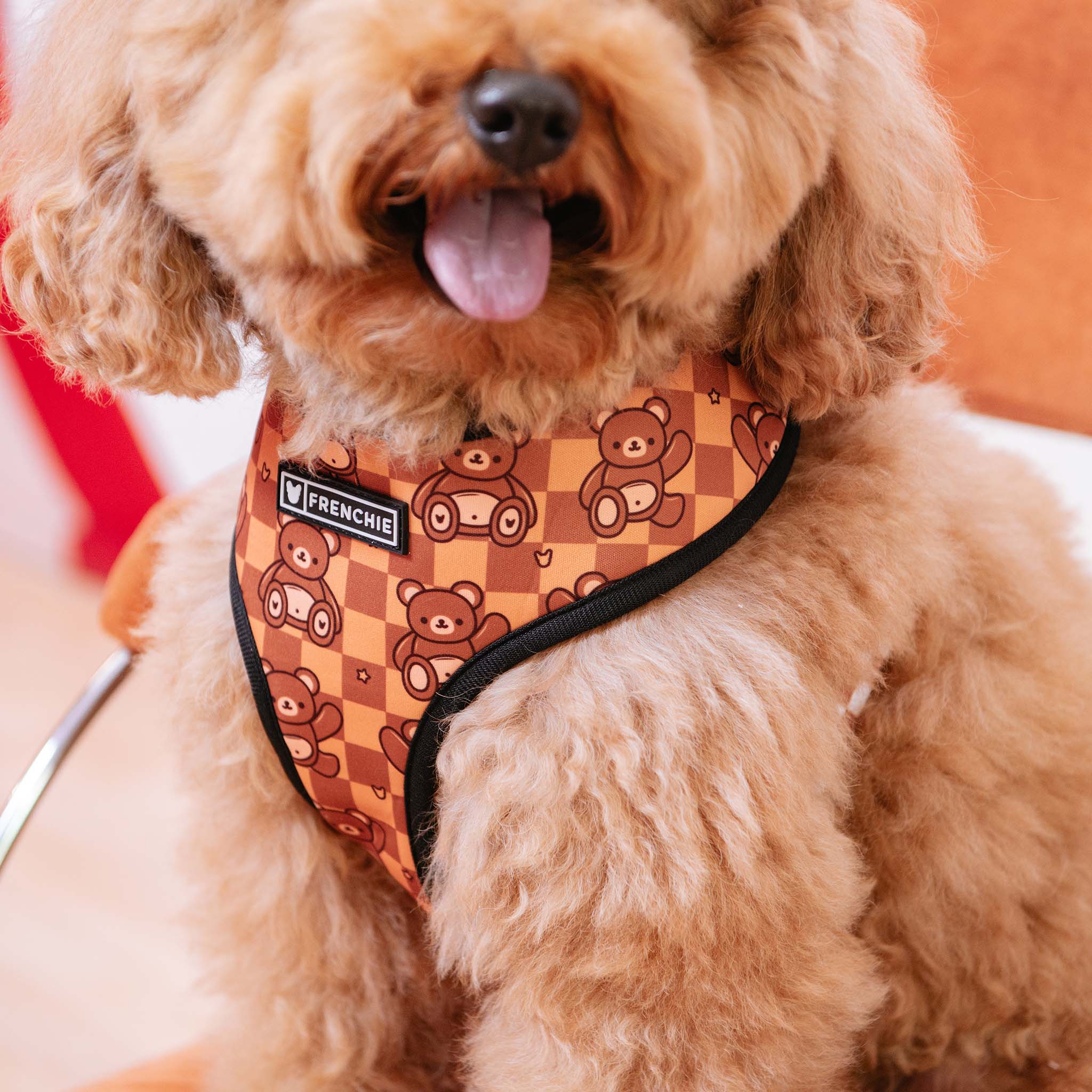Frenchie Duo Reversible Harness - Teddy Bear - Image 10