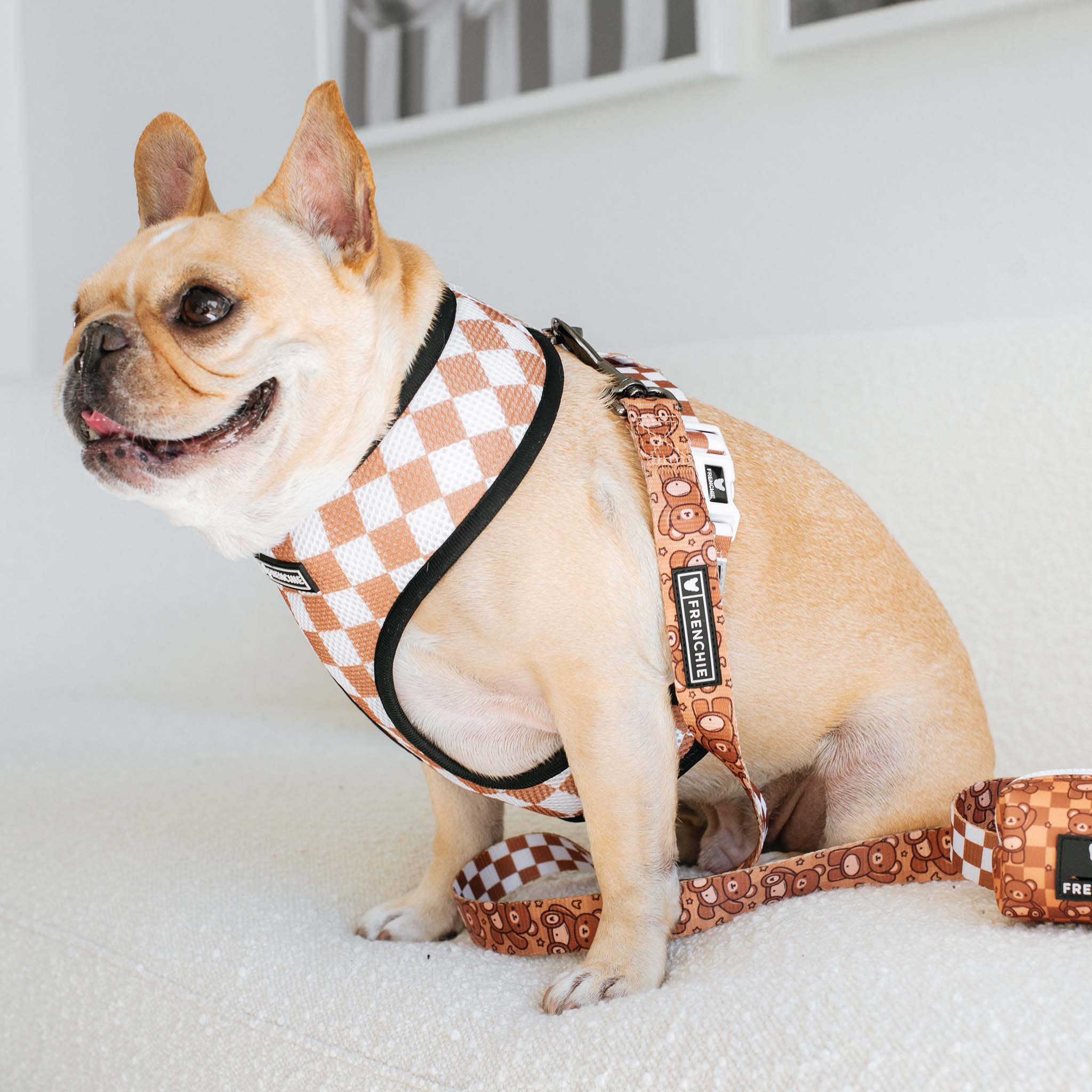 Frenchie Duo Reversible Harness - Teddy Bear - Image 6