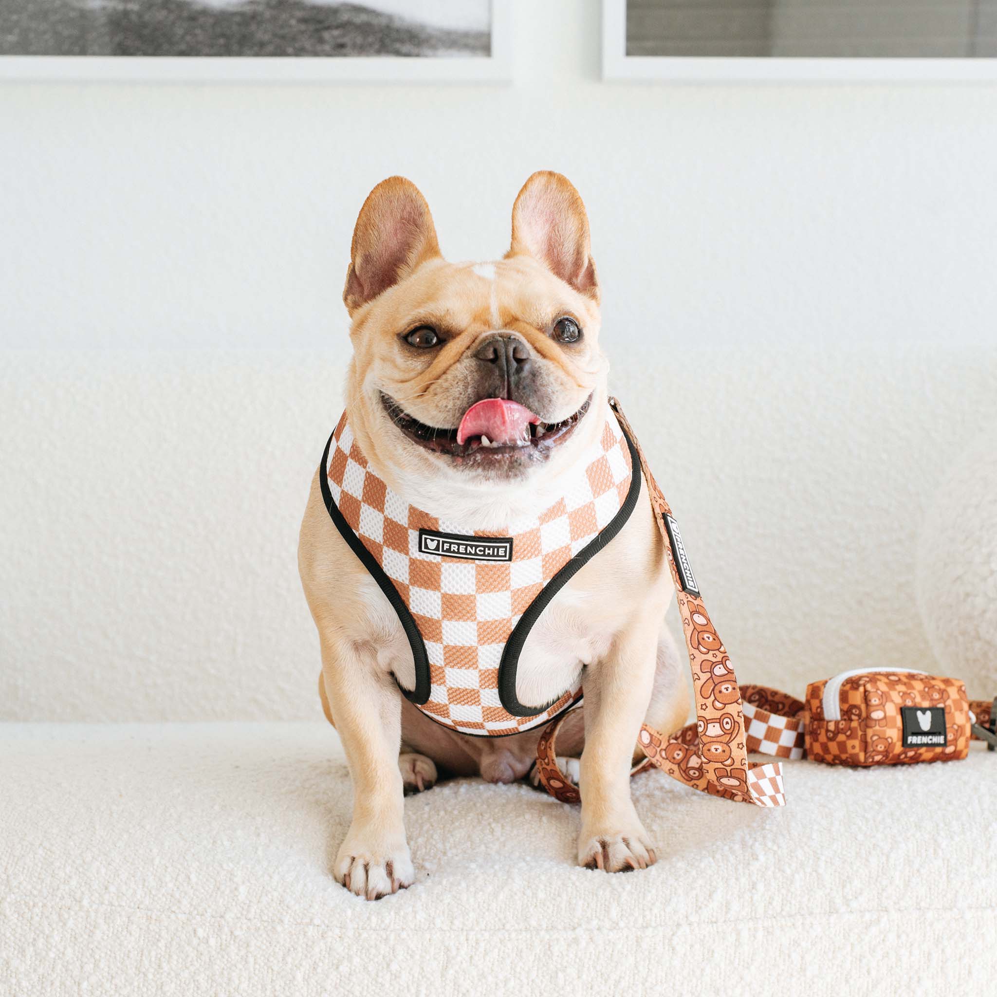 Frenchie Duo Reversible Harness - Teddy Bear - Image 7
