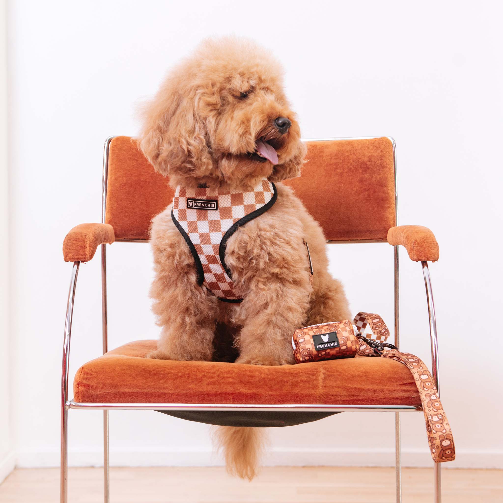 Frenchie Duo Reversible Harness - Teddy Bear - Image 8