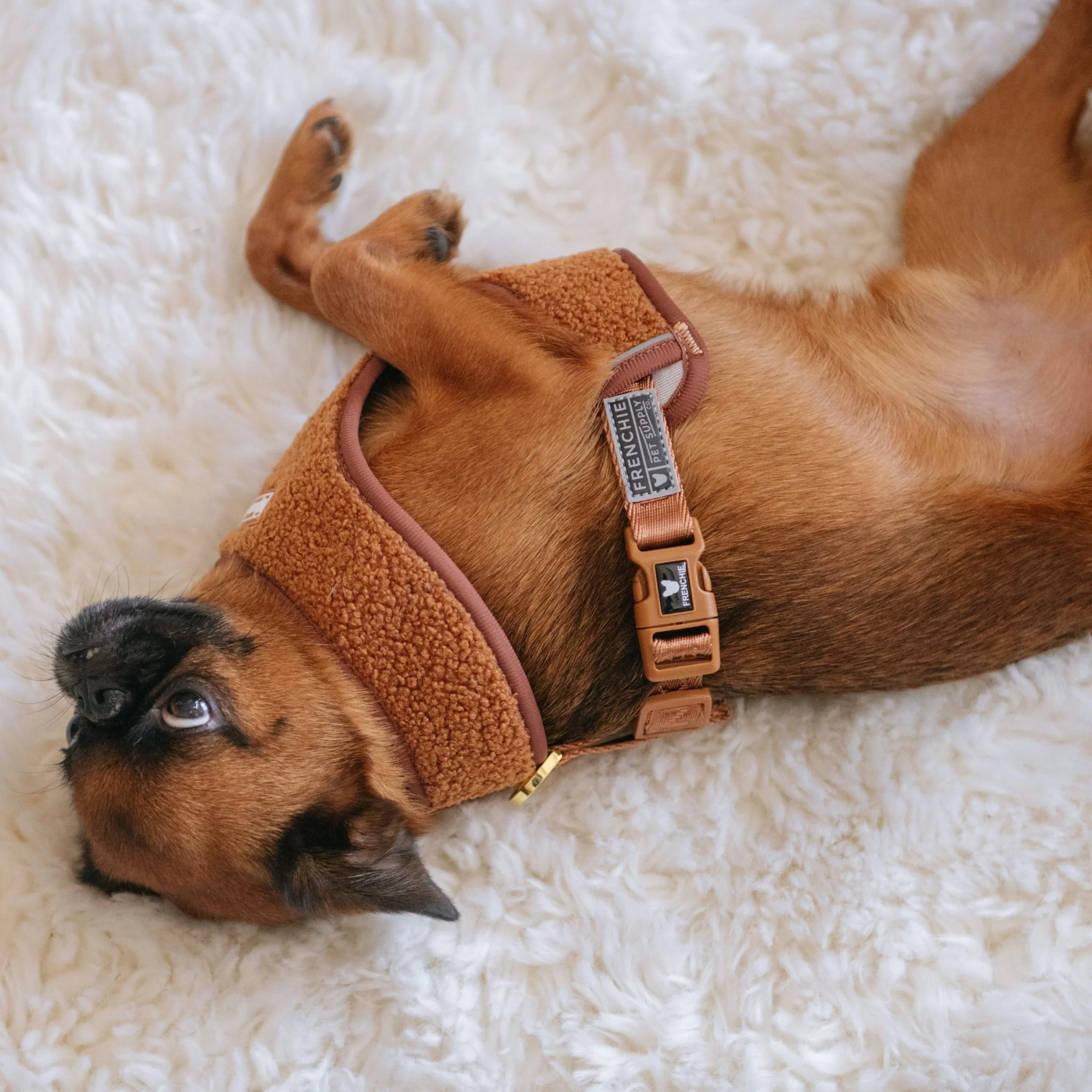 Frenchie Duo Reversible Harness - Teddy Brown - Image 14