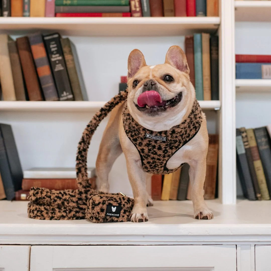 Frenchie Duo Reversible Harness - Teddy Leopard - Image 2