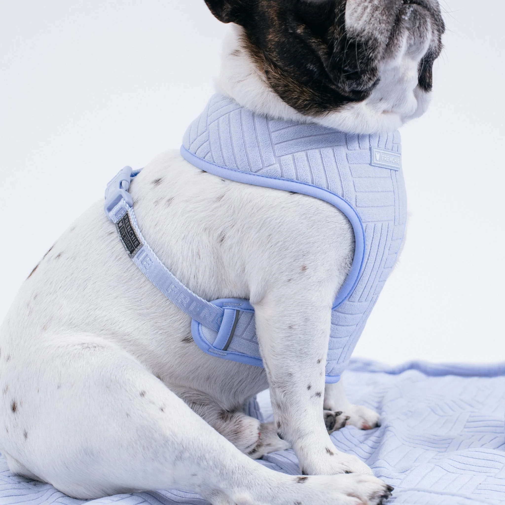 Frenchie Duo Reversible Harness - Terry (Blue) - Image 8
