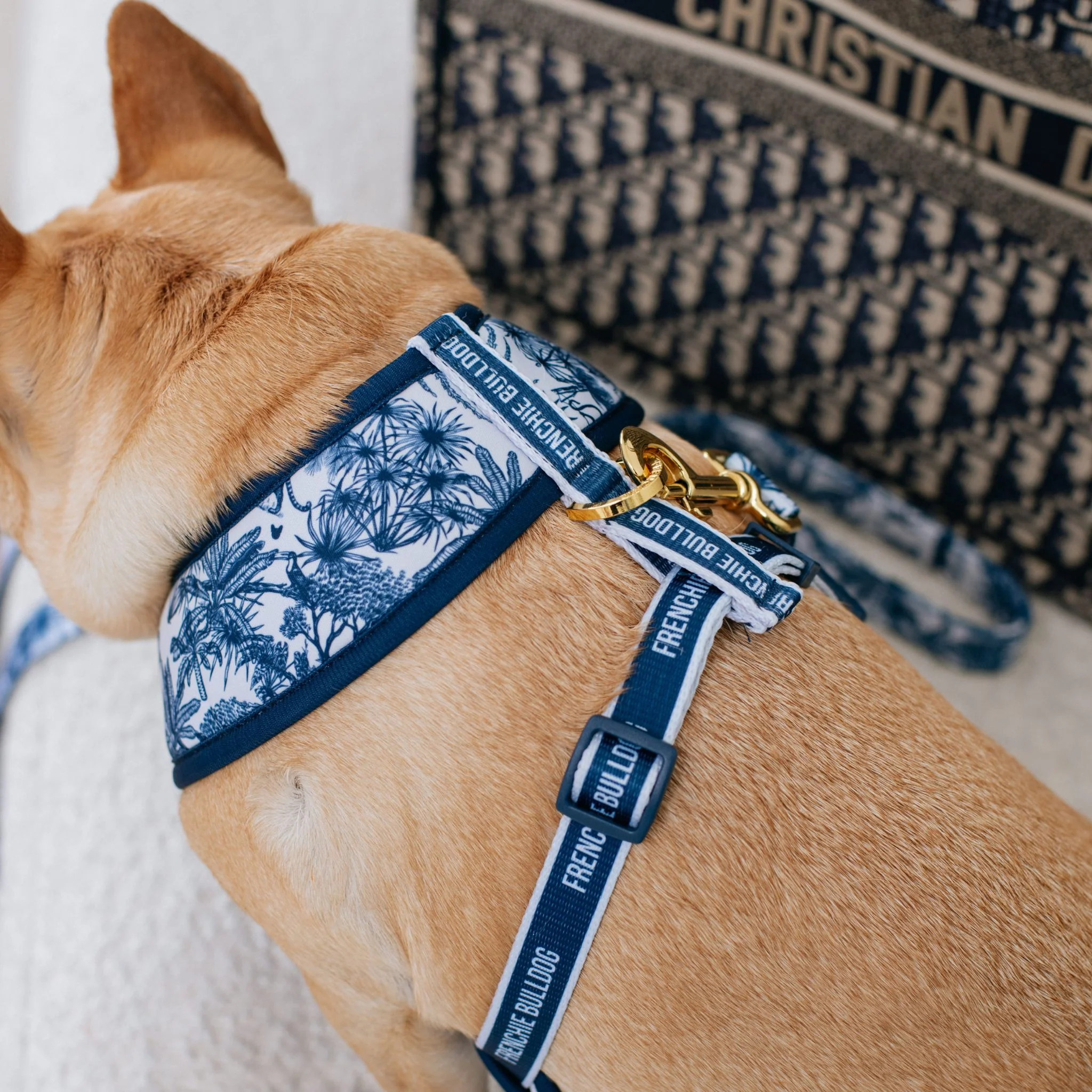 Frenchie Duo Reversible Harness - Toile (Blue) - Image 4