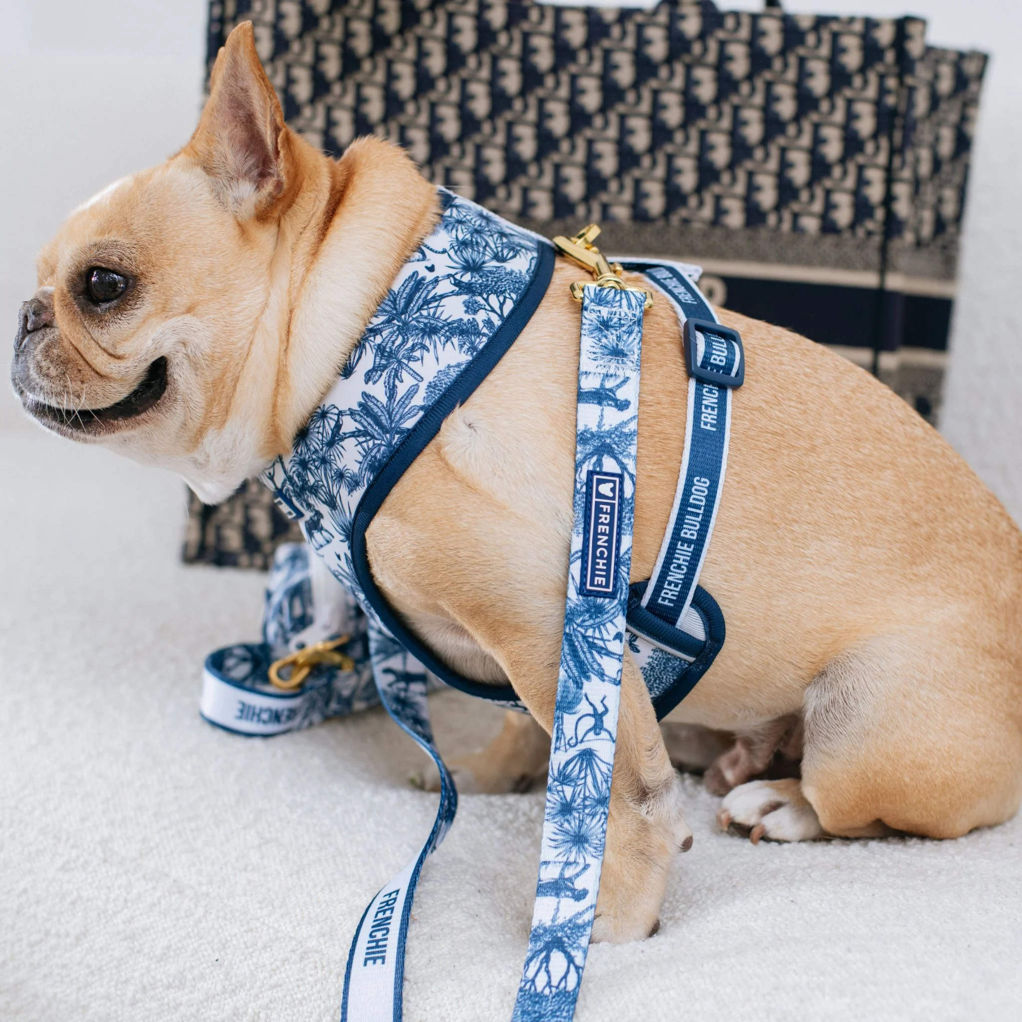 Frenchie Duo Reversible Harness - Toile (Blue) - Image 6