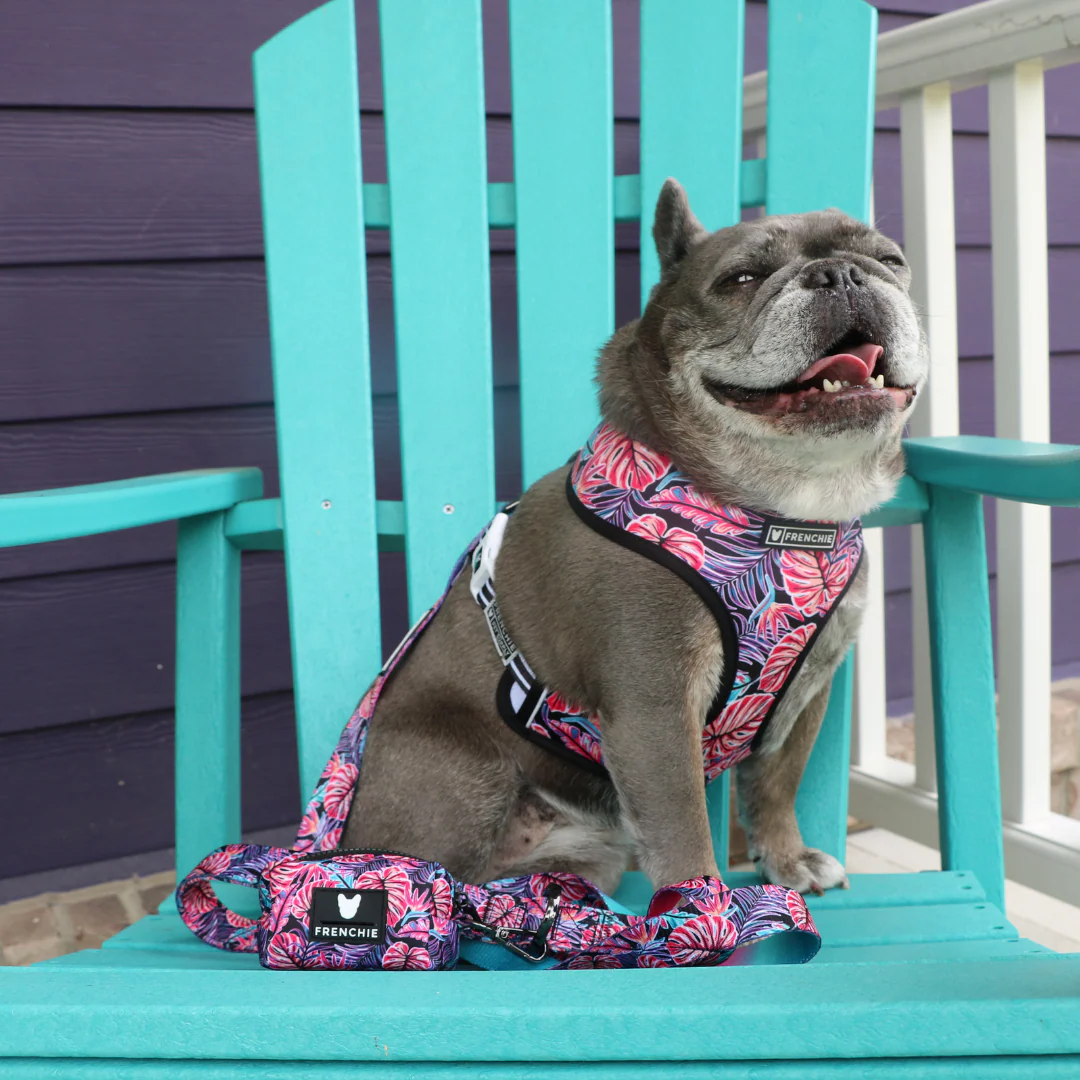Frenchie Duo Reversible Harness - Tropical Palms - Image 10
