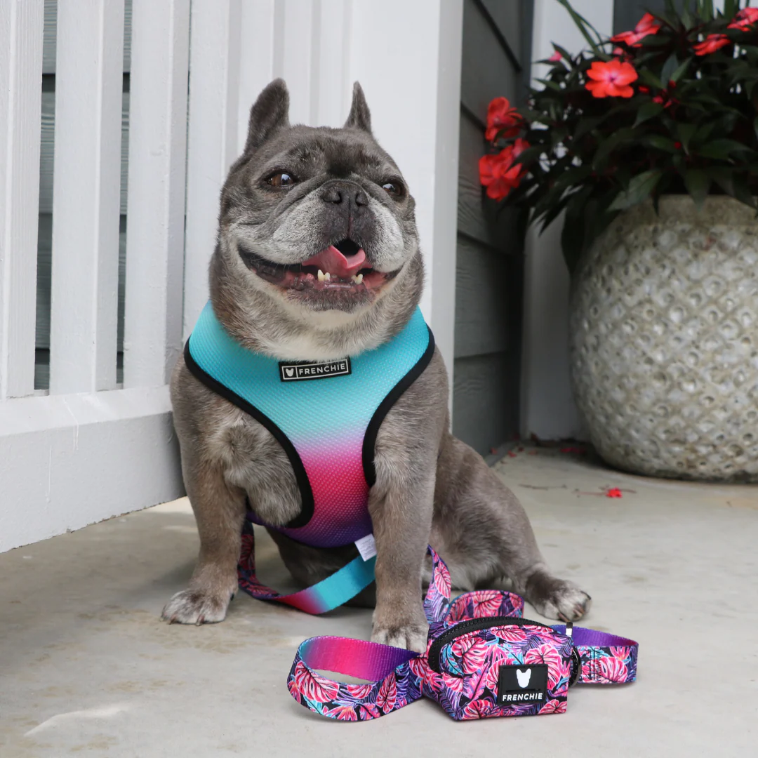 Frenchie Duo Reversible Harness - Tropical Palms - Image 5
