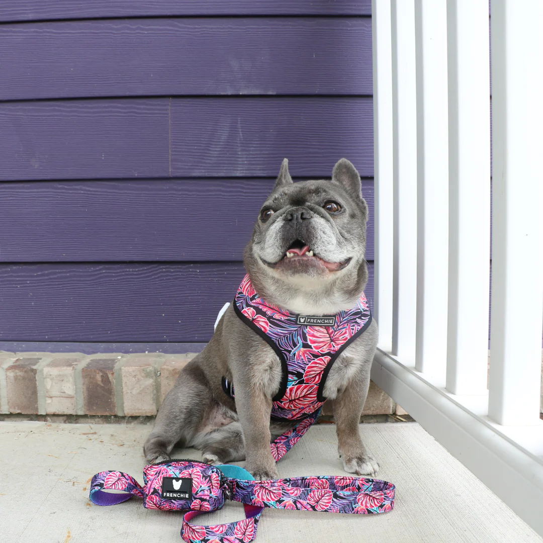 Frenchie Duo Reversible Harness - Tropical Palms - Image 8