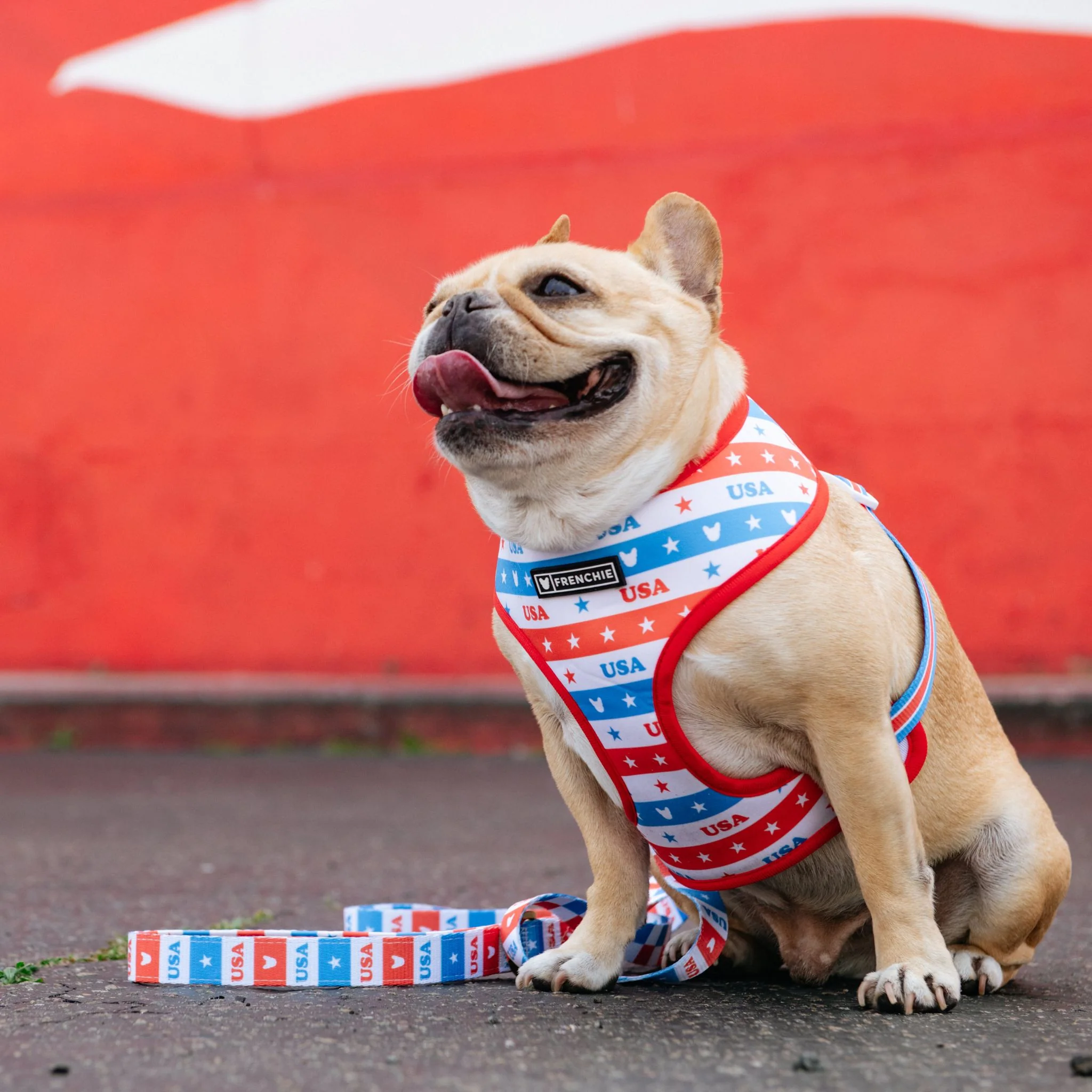 Frenchie Duo Reversible Harness - USA - Image 3