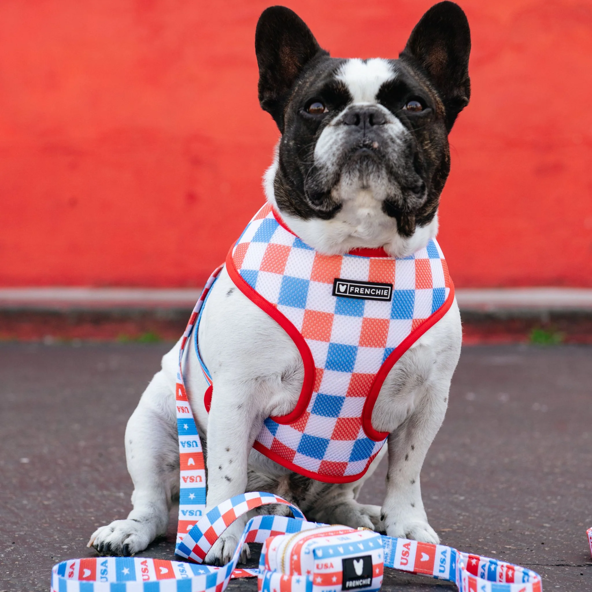 Frenchie Duo Reversible Harness - USA - Image 4