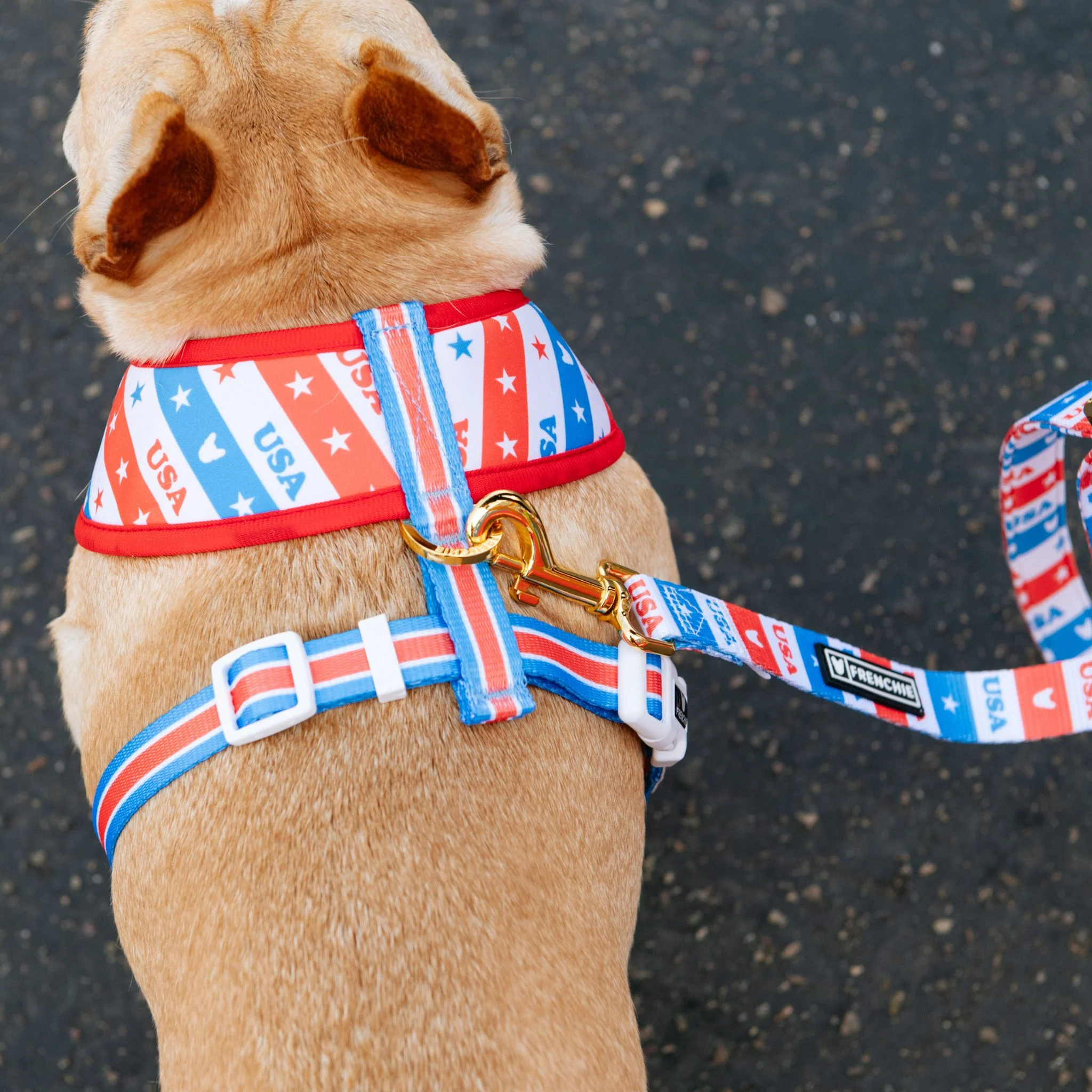 Frenchie Duo Reversible Harness - USA - Image 5