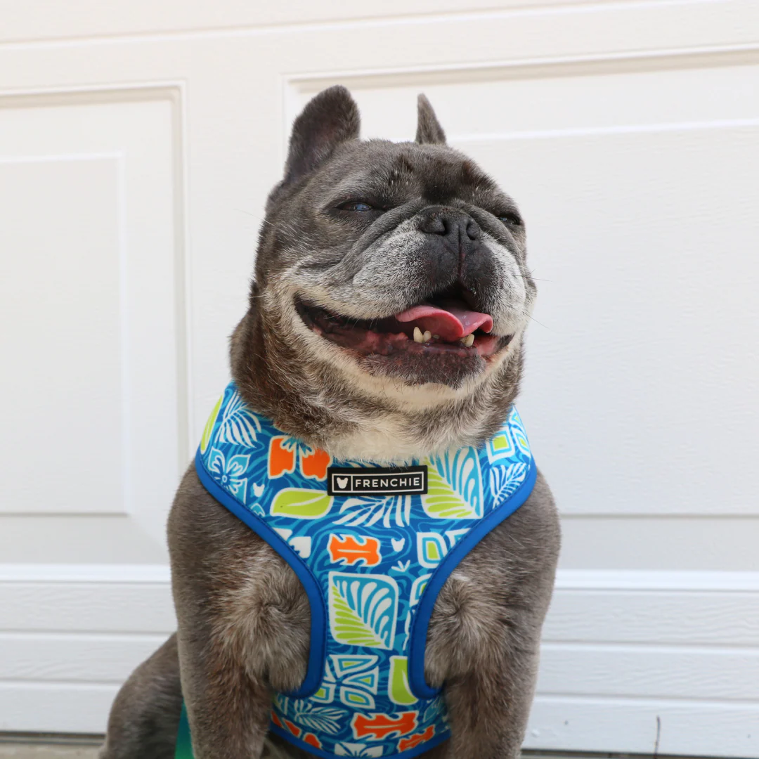 Frenchie Duo Reversible Harness - Waikiki - Image 4
