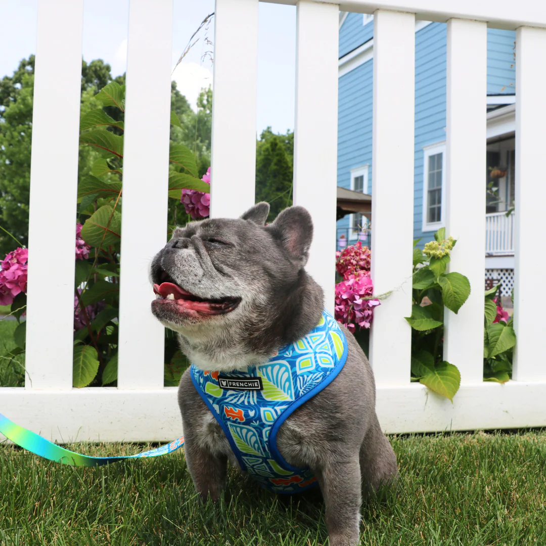 Frenchie Duo Reversible Harness - Waikiki - Image 5