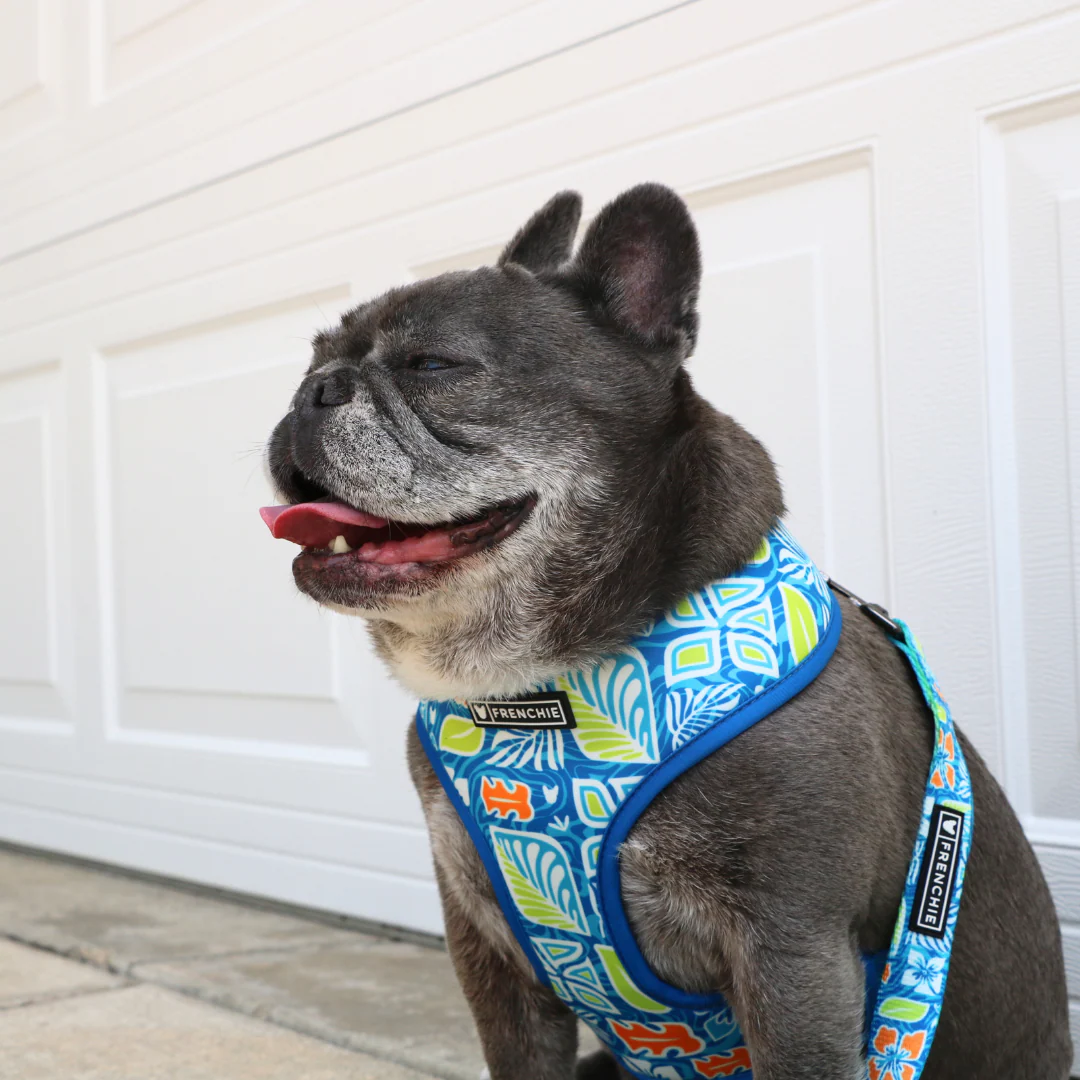 Frenchie Duo Reversible Harness - Waikiki - Image 8
