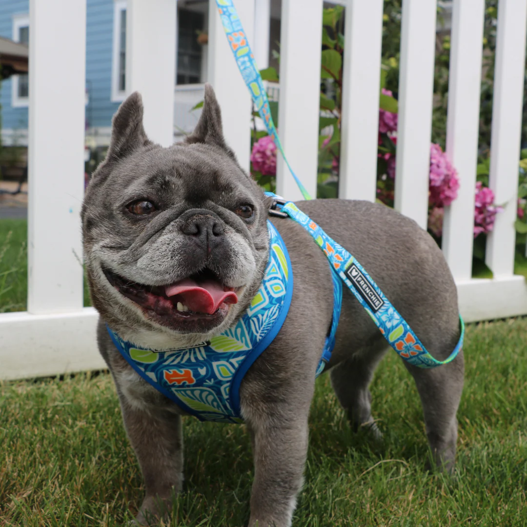 Frenchie Duo Reversible Harness - Waikiki - Image 9