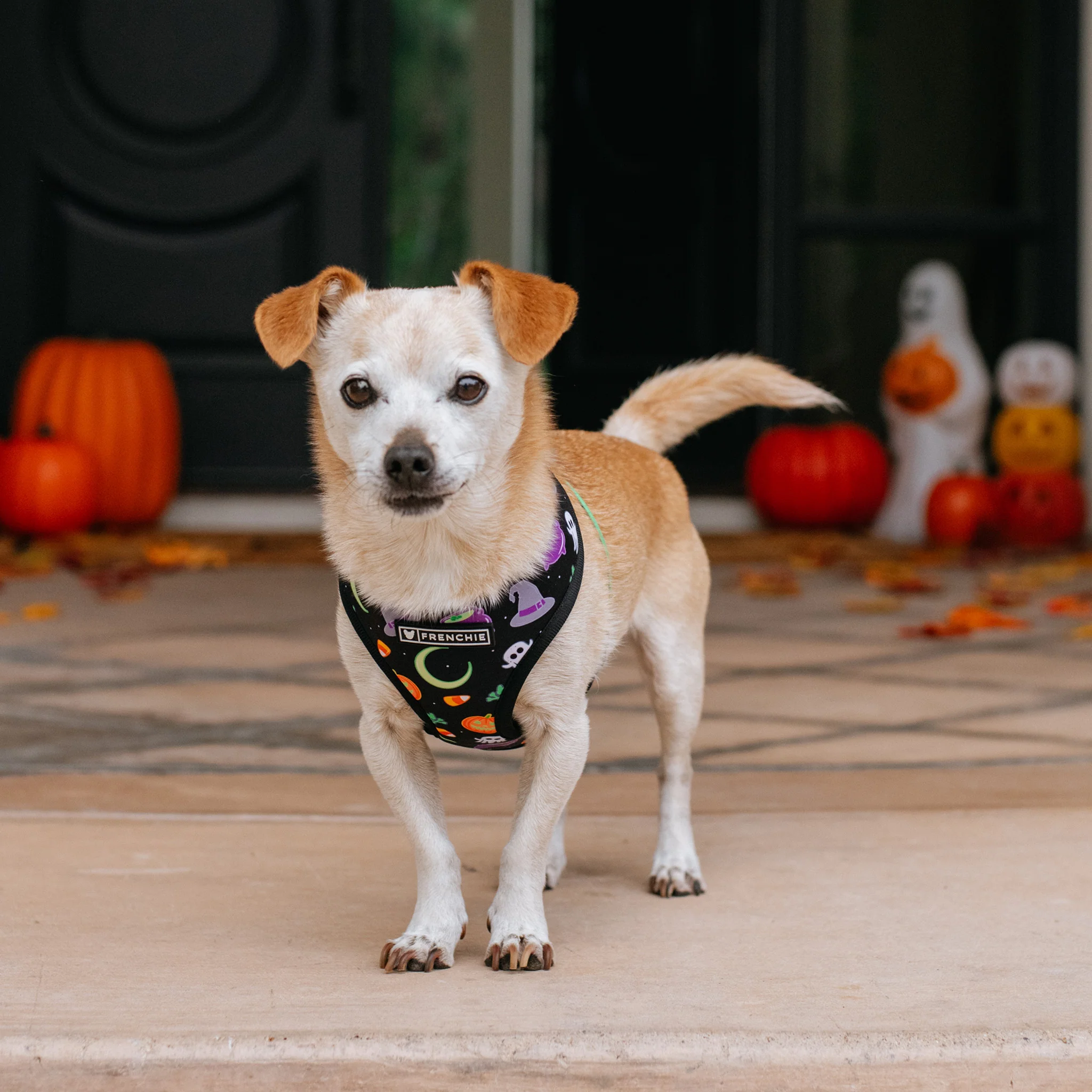 Frenchie Duo Reversible Harness - Witches Brew (Black) - Image 2