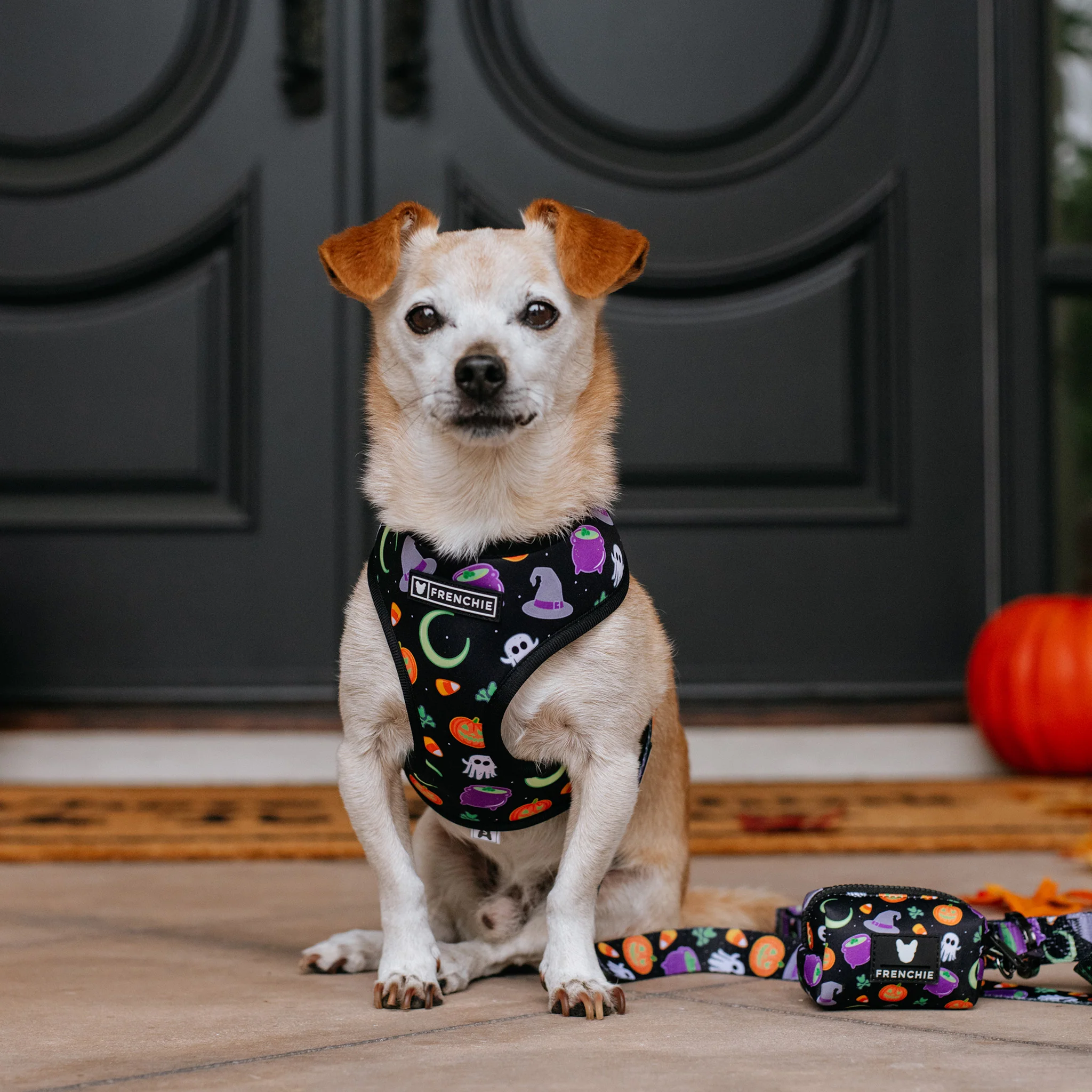 Frenchie Duo Reversible Harness - Witches Brew (Black) - Image 3