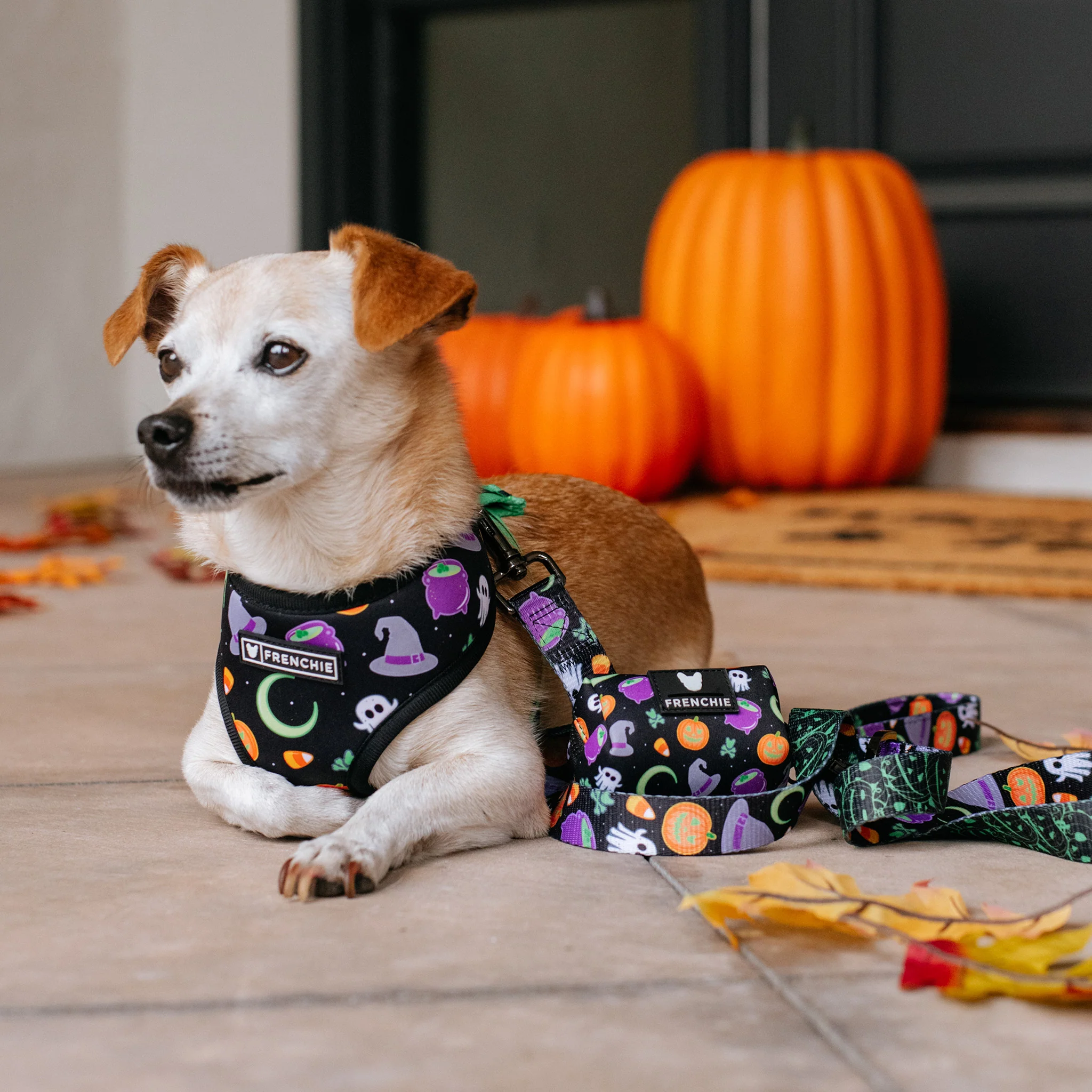 Frenchie Duo Reversible Harness - Witches Brew (Black) - Image 4