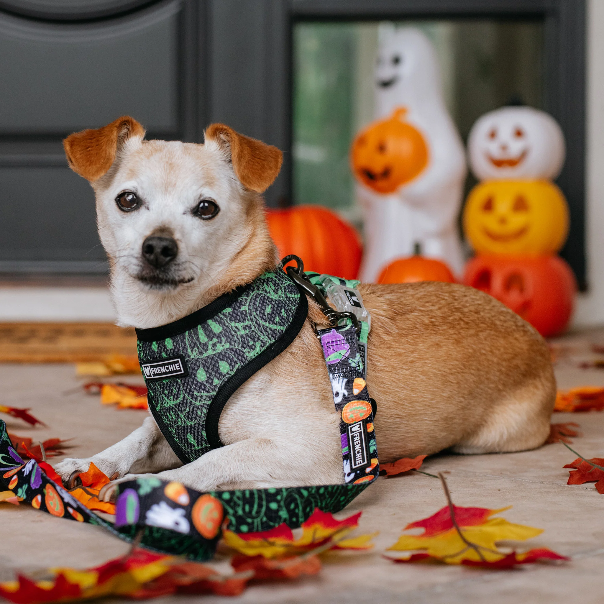 Frenchie Duo Reversible Harness - Witches Brew (Black) - Image 5