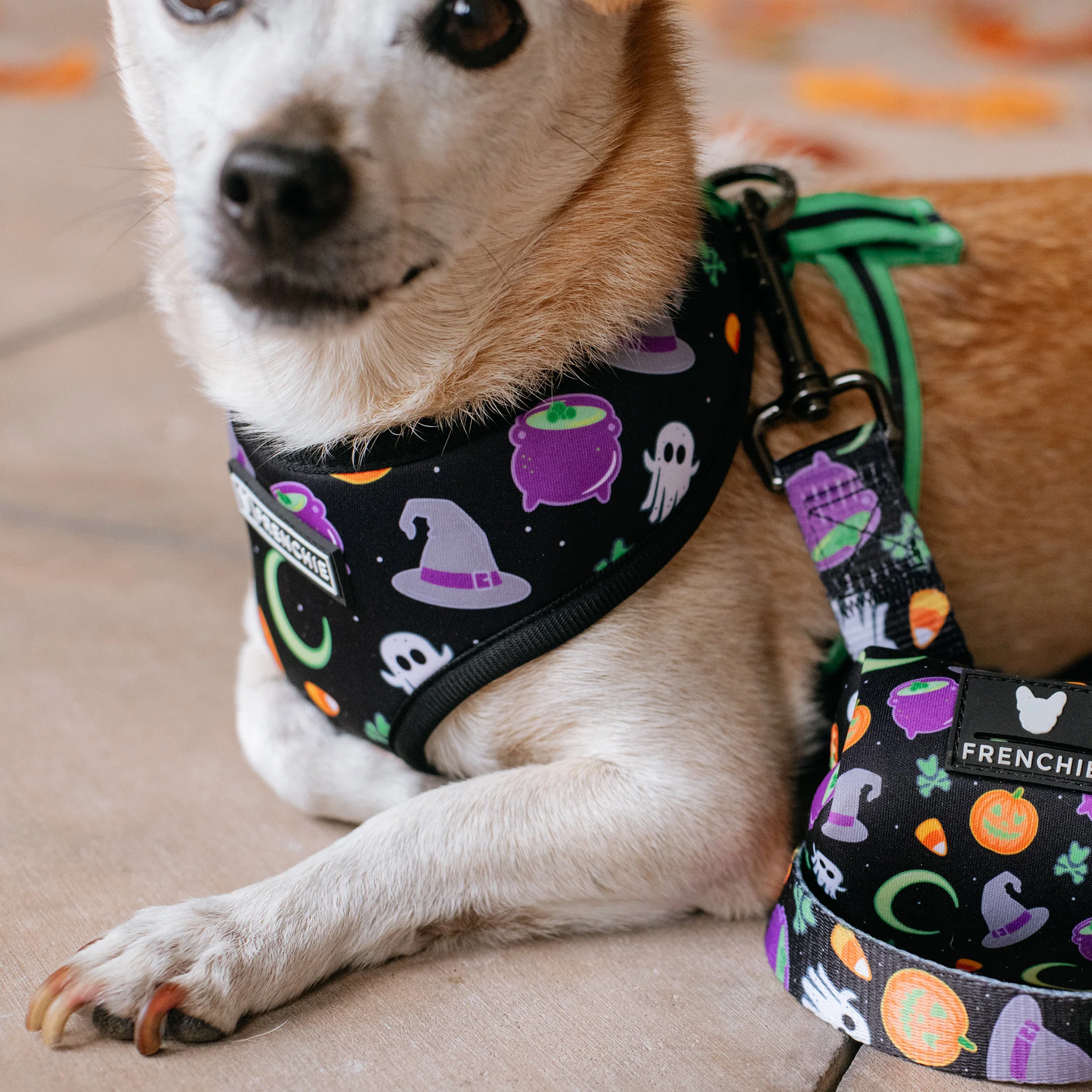 Frenchie Duo Reversible Harness - Witches Brew (Black) - Image 6