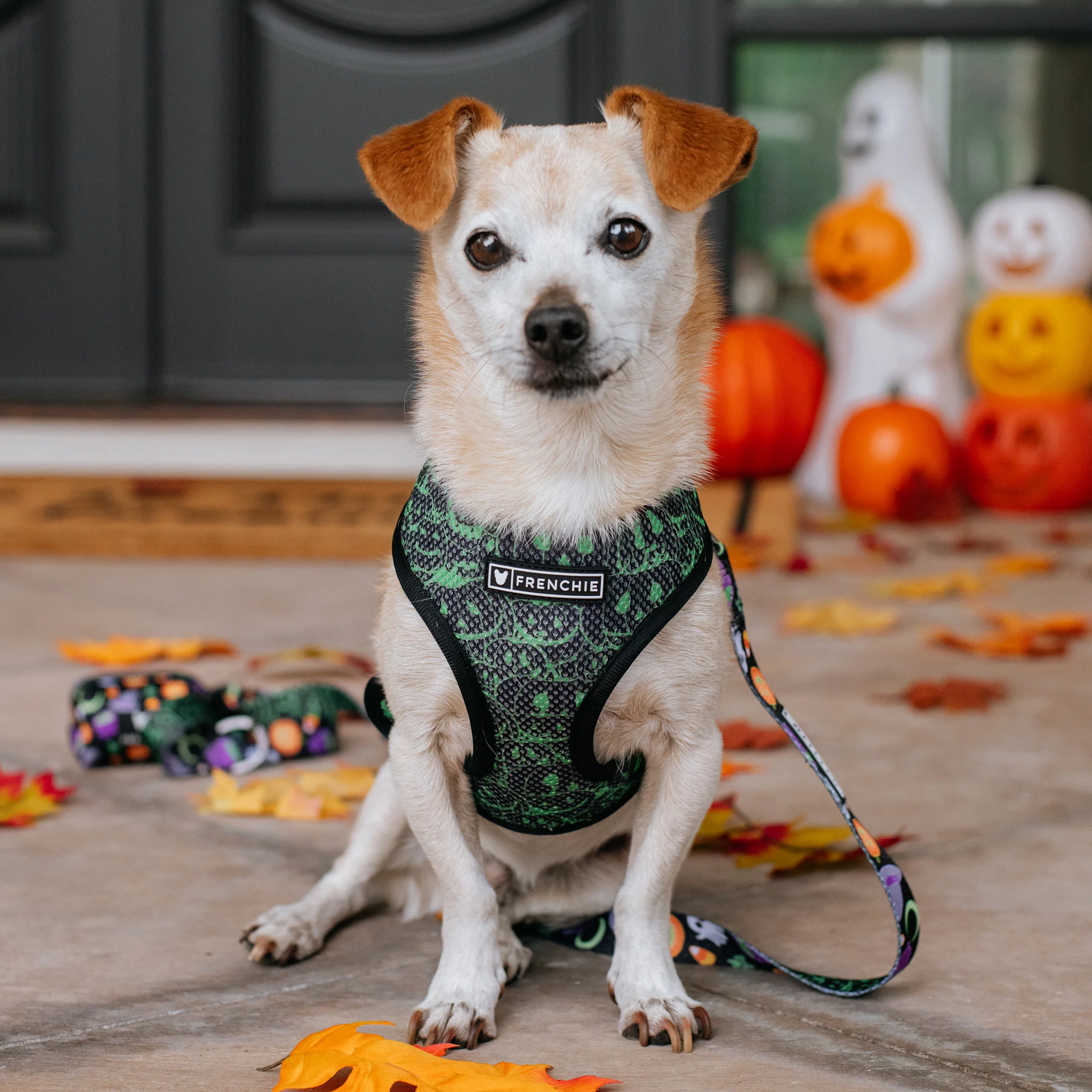 Frenchie Duo Reversible Harness - Witches Brew (Black) - Image 7