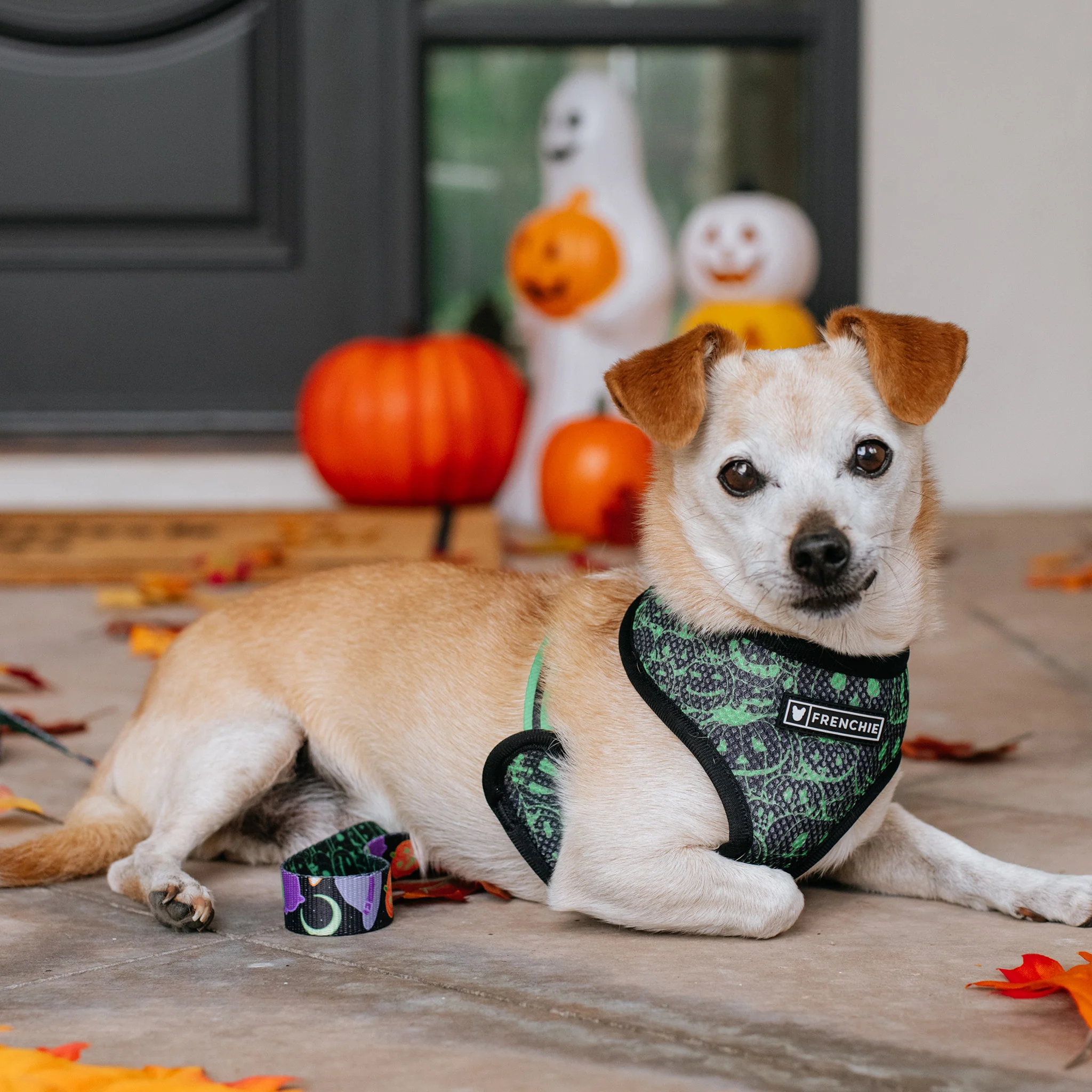Frenchie Duo Reversible Harness - Witches Brew (Black) - Image 8