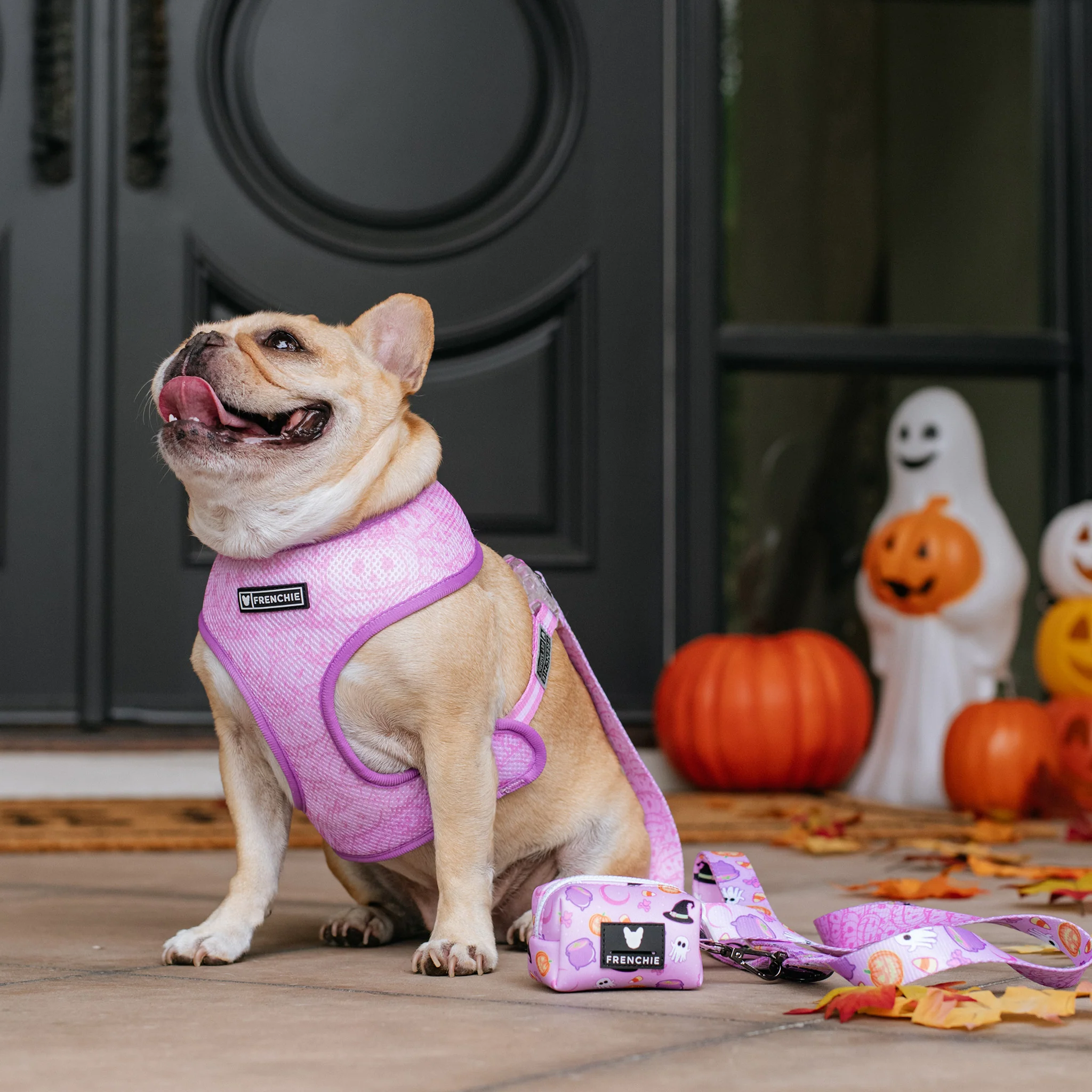 Frenchie Duo Reversible Harness - Witches Brew (Purple) - Image 10