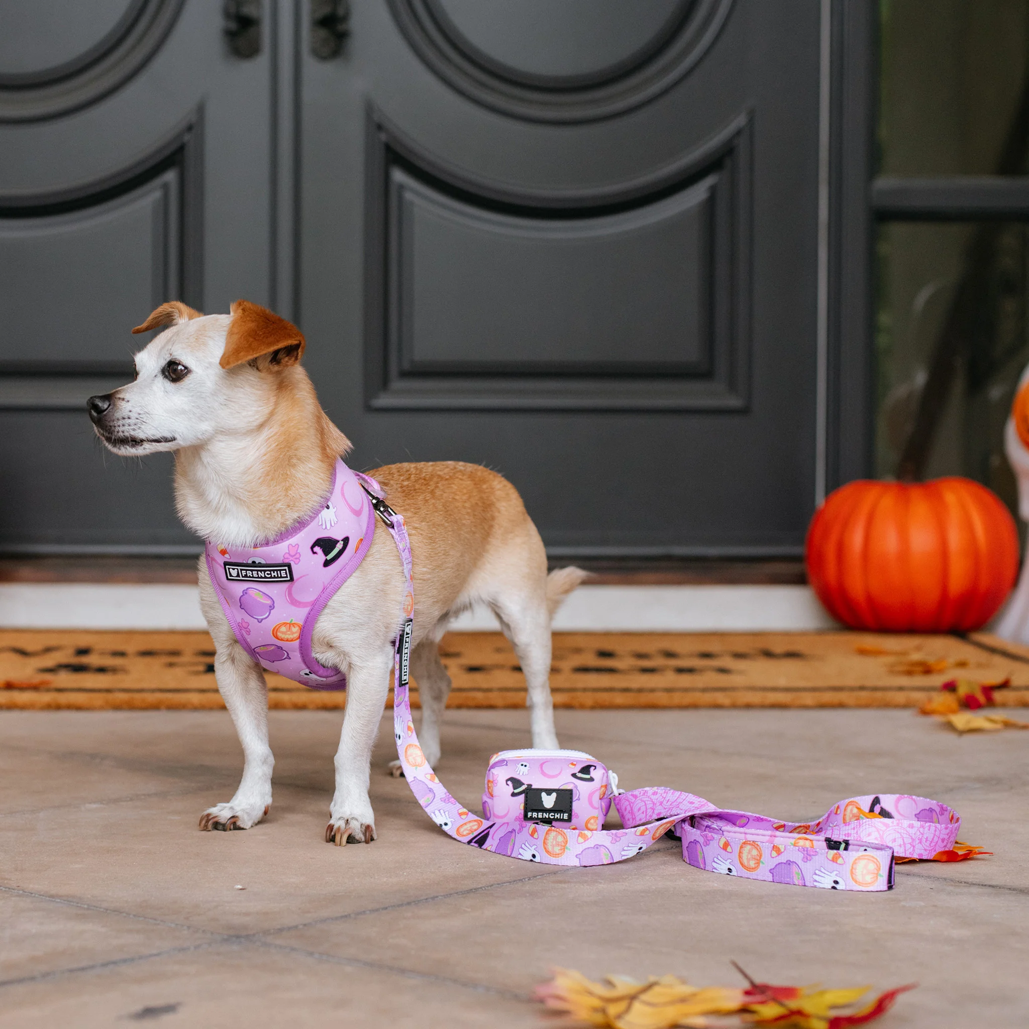 Frenchie Duo Reversible Harness - Witches Brew (Purple) - Image 2