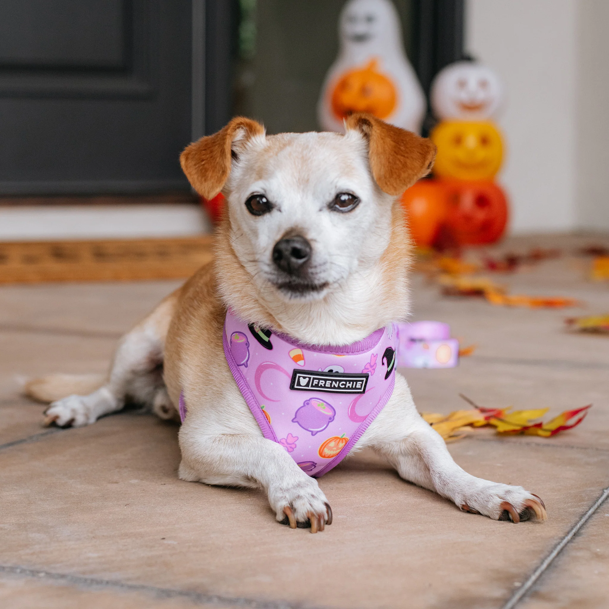 Frenchie Duo Reversible Harness - Witches Brew (Purple) - Image 3