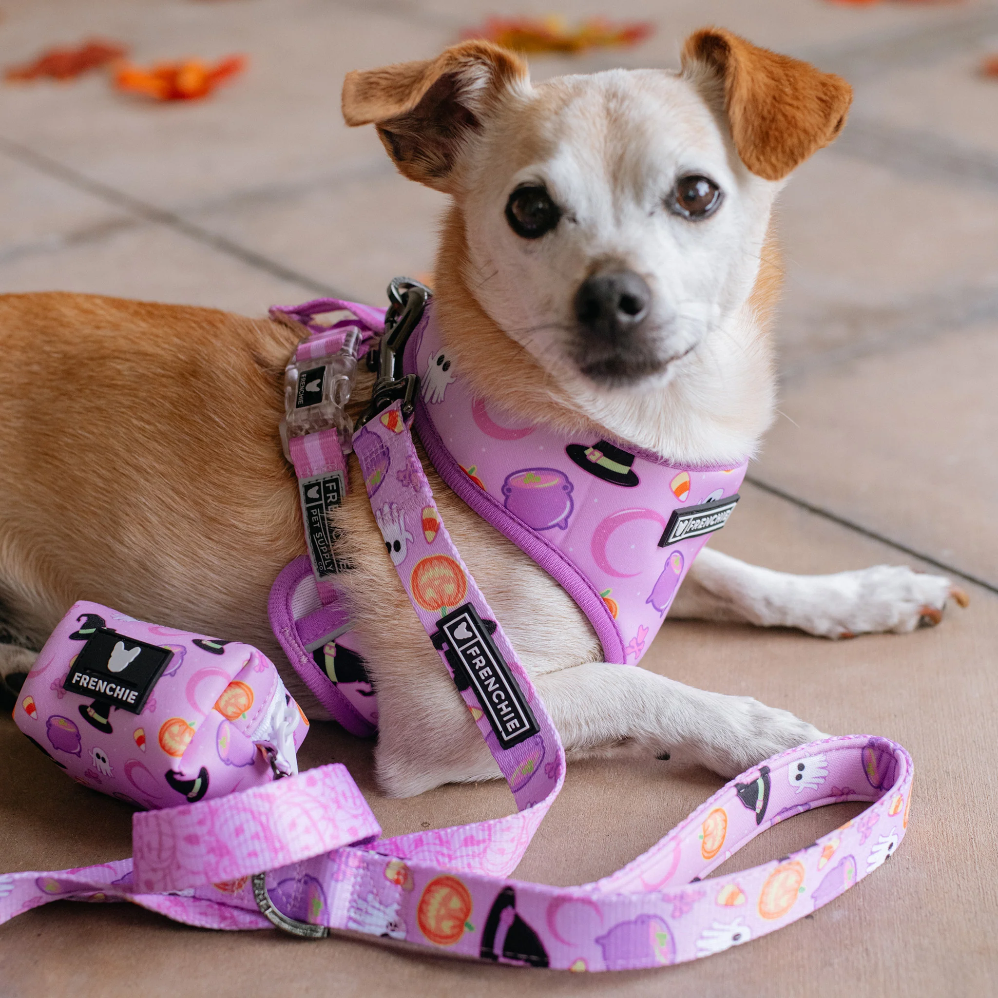 Frenchie Duo Reversible Harness - Witches Brew (Purple) - Image 4