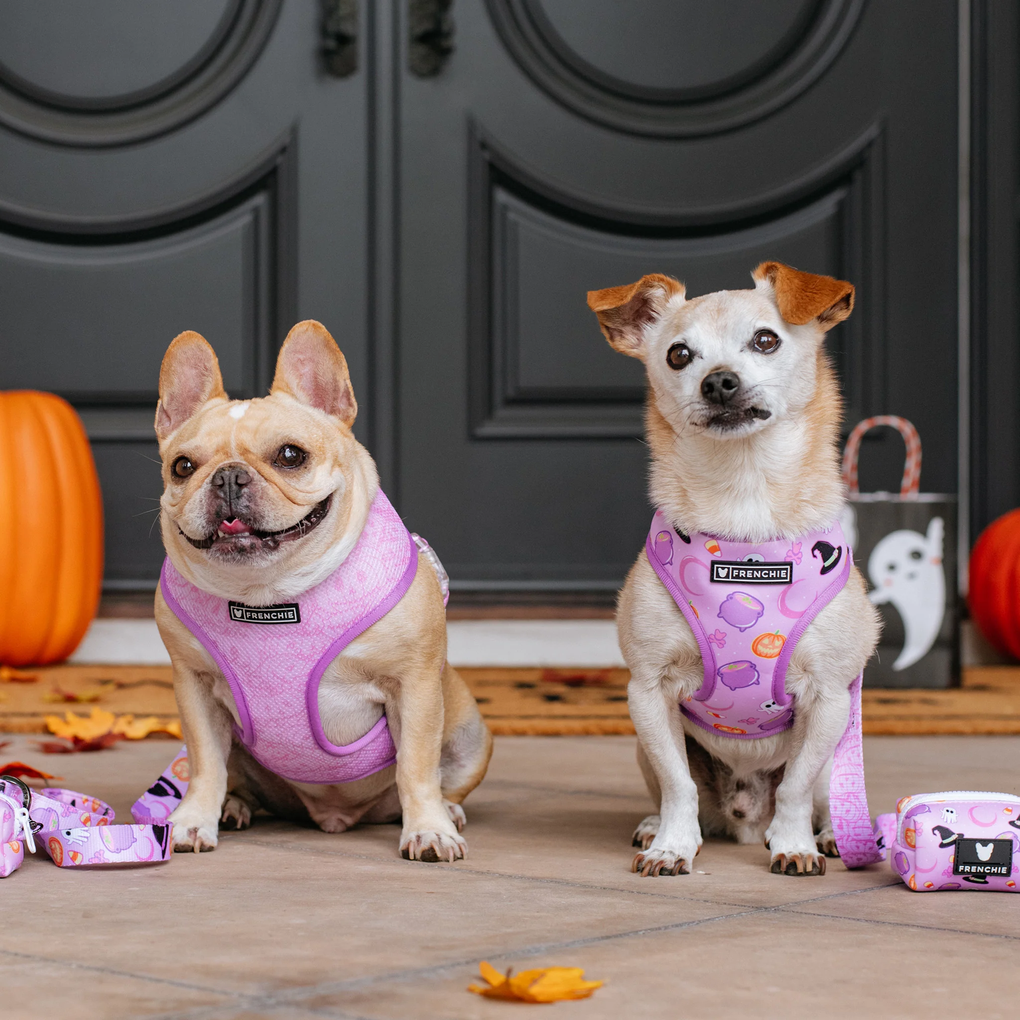 Frenchie Duo Reversible Harness - Witches Brew (Purple) - Image 5