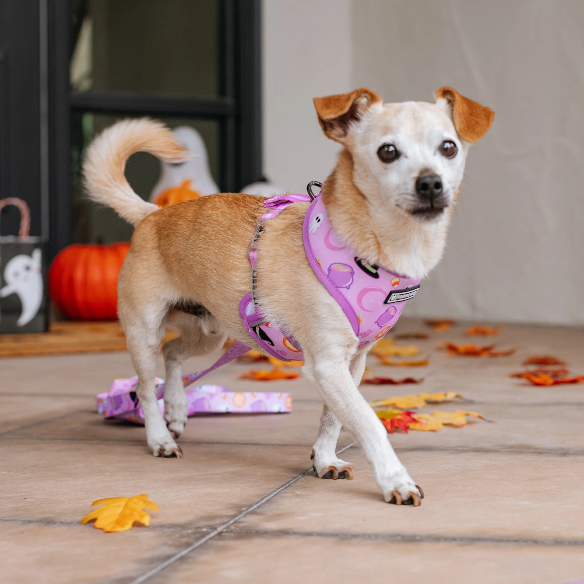 Frenchie Duo Reversible Harness - Witches Brew (Purple) - Image 6