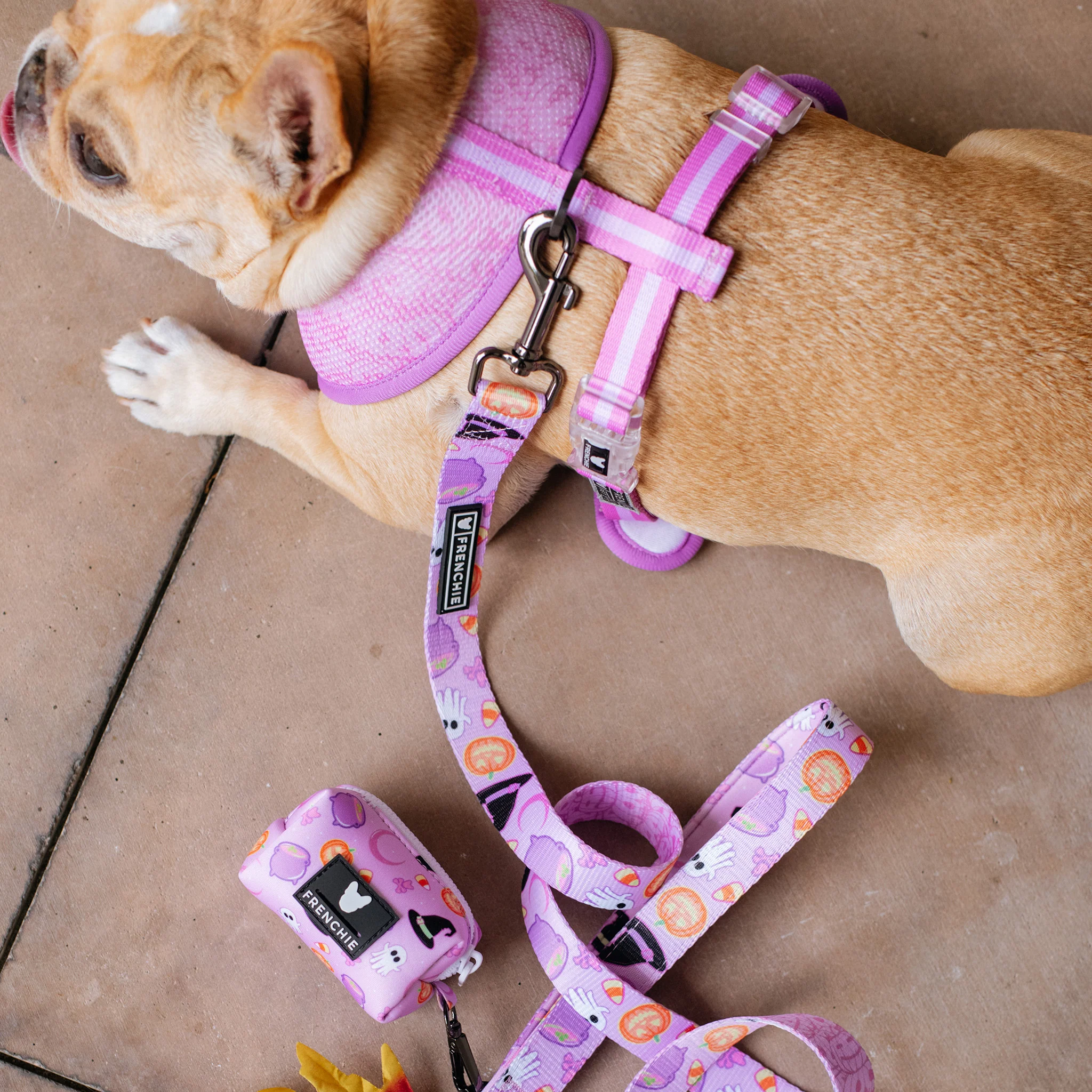 Frenchie Duo Reversible Harness - Witches Brew (Purple) - Image 7