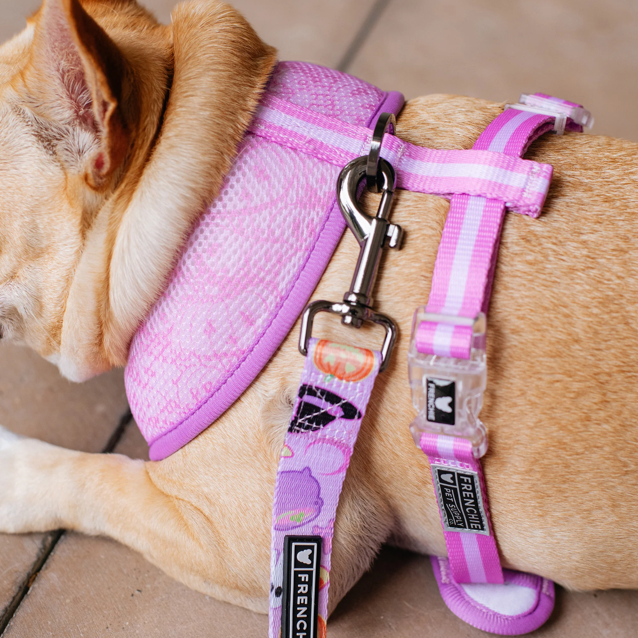 Frenchie Duo Reversible Harness - Witches Brew (Purple) - Image 8