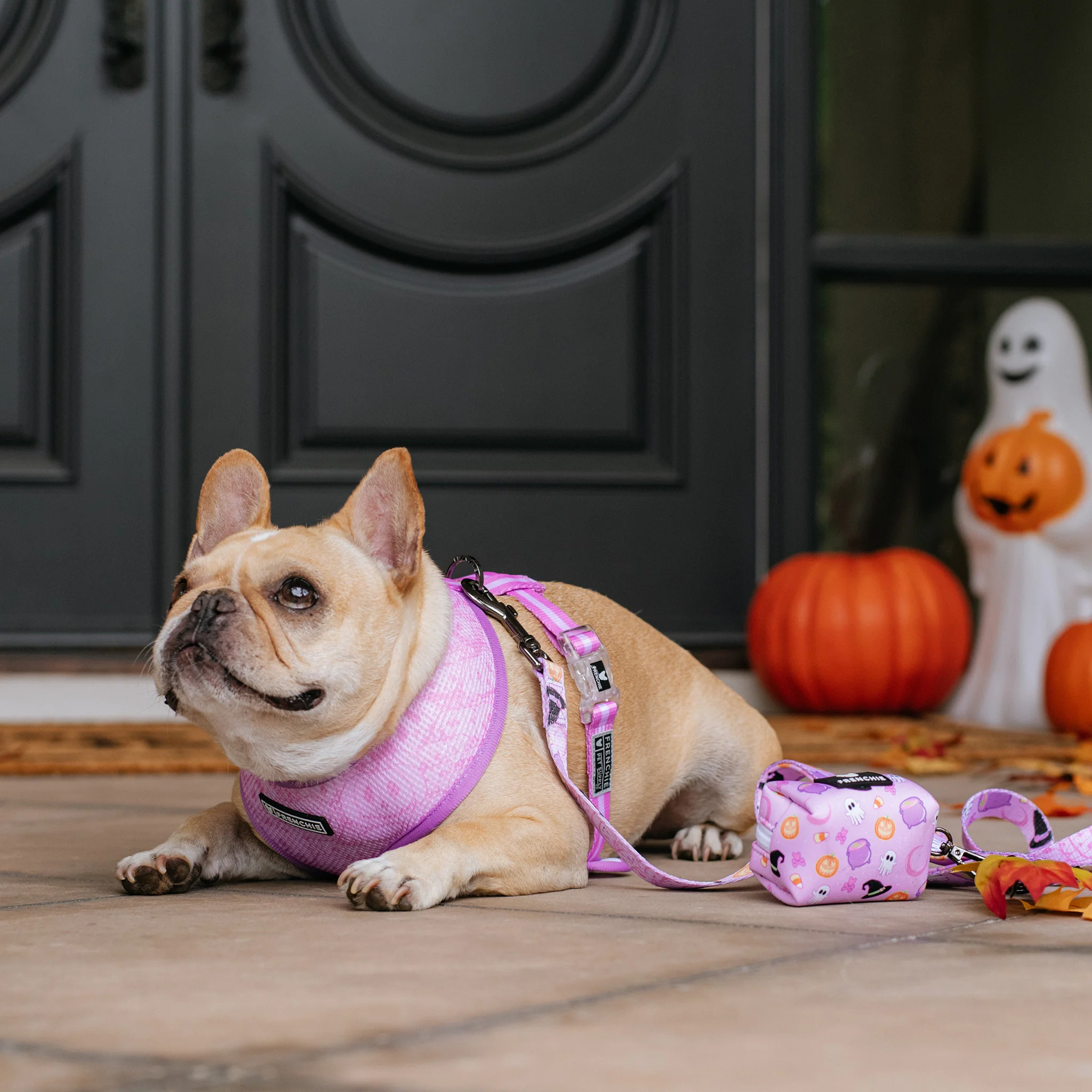 Frenchie Duo Reversible Harness - Witches Brew (Purple) - Image 9