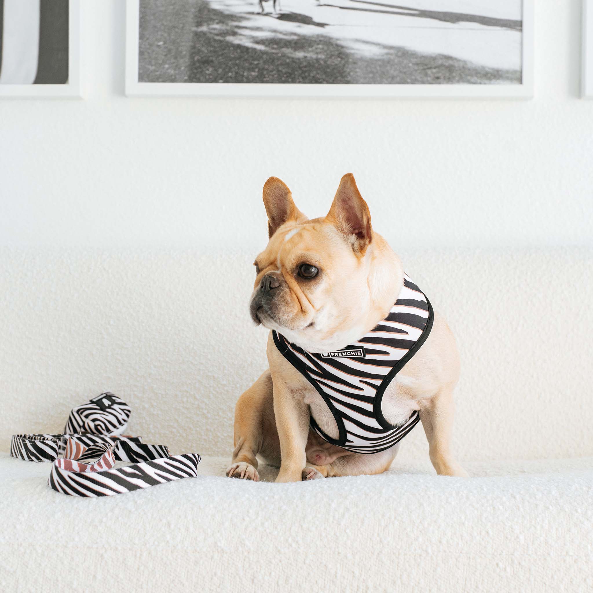 Frenchie Duo Reversible Harness - Zebra - Image 3