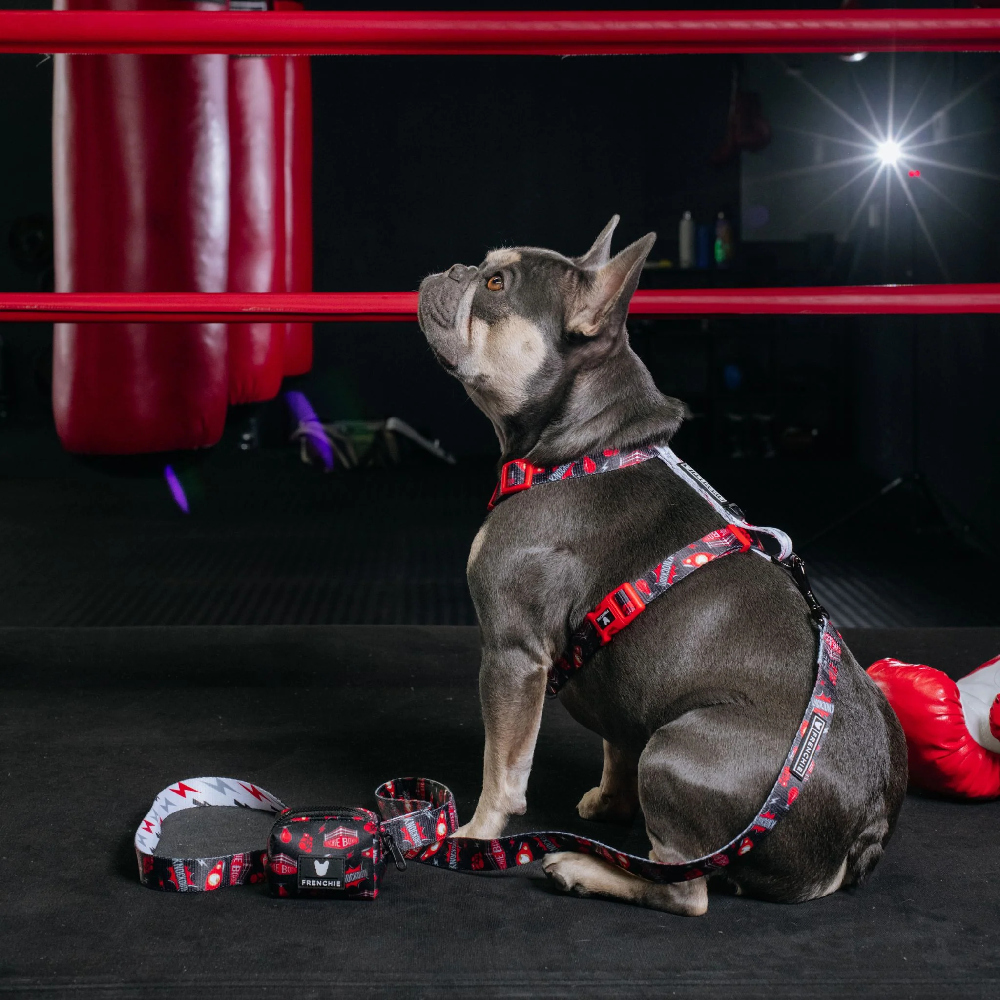 Frenchie Poo Bag Holder - Knockout - Image 3