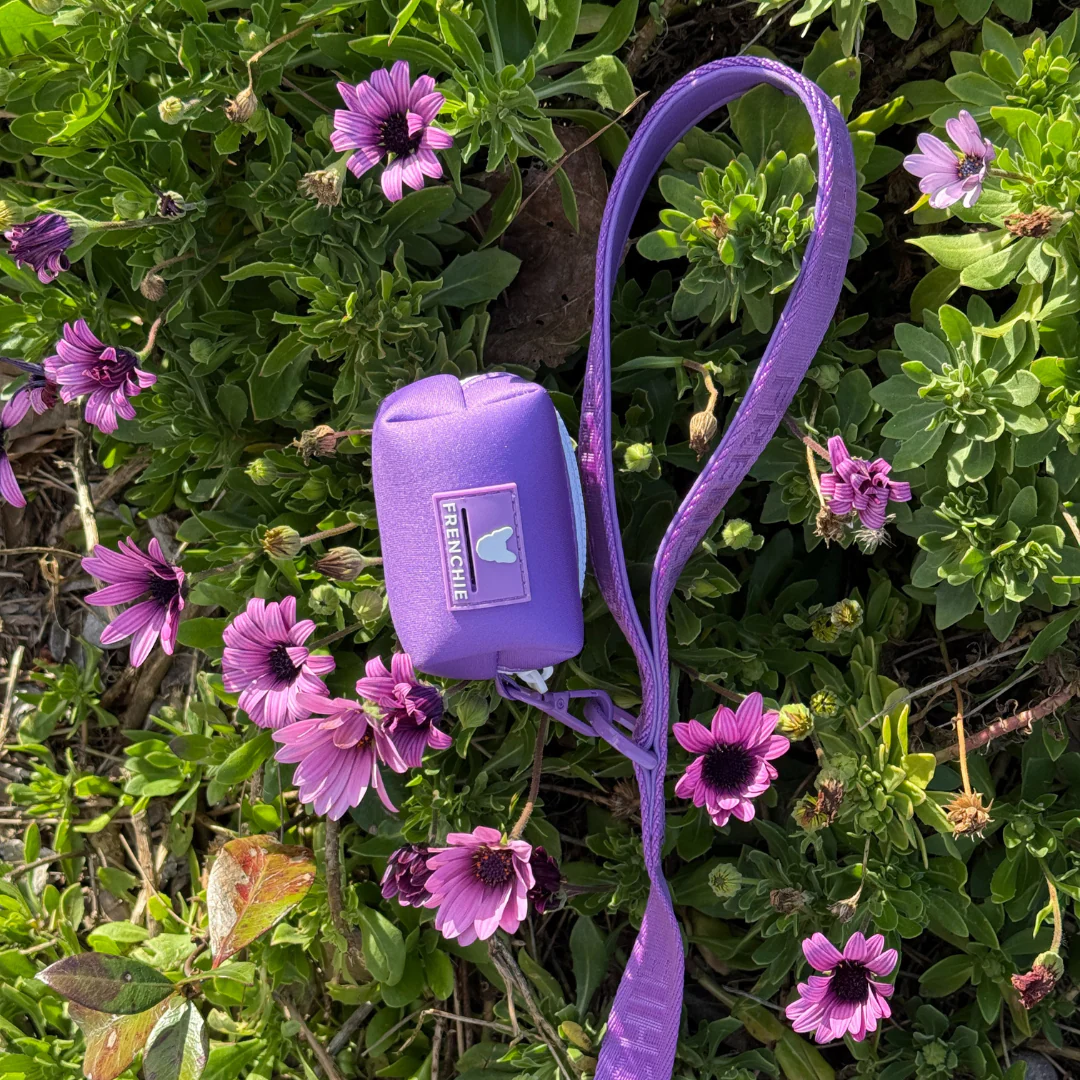 Frenchie Comfort Leash - Solid Purple - Image 3